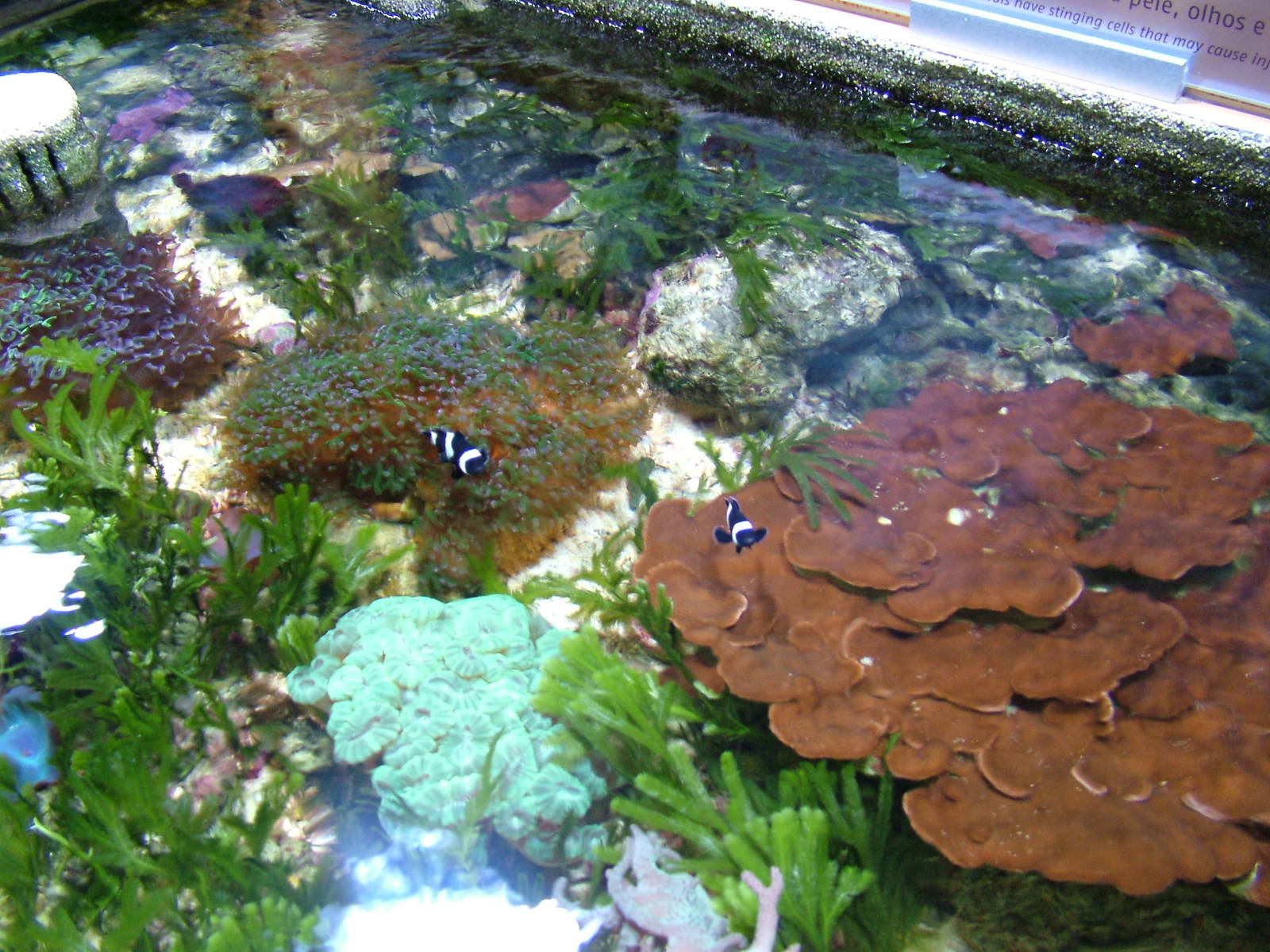 Open-topped Coral Exhibit at Vasco da Gama Aquarium, 25/05/11