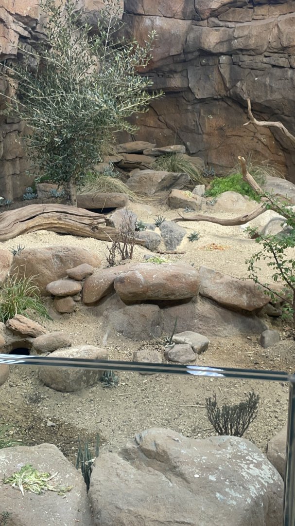 Open topped Desert enclosure in Hidden Savannah: Heart of Africa