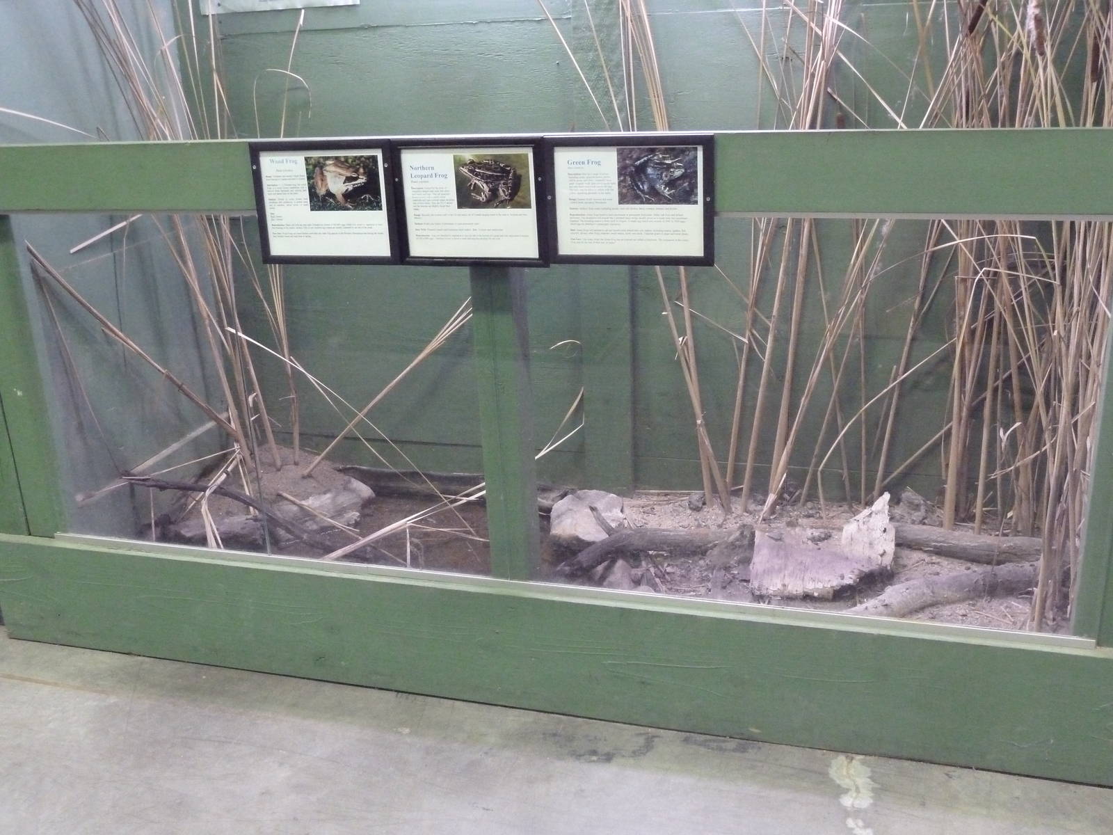 Open-Topped Frog Exhibit