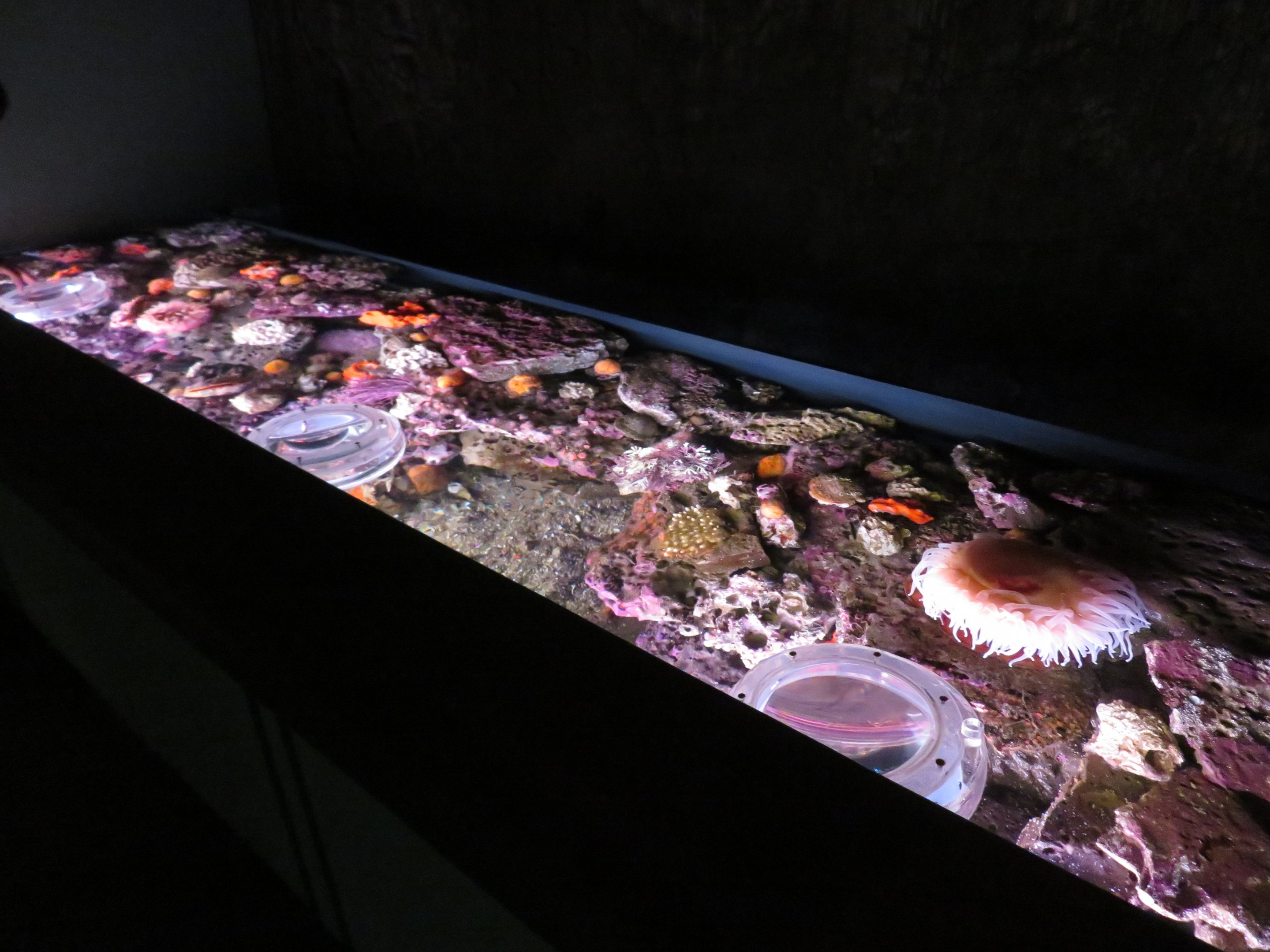 Open-topped Invert Display