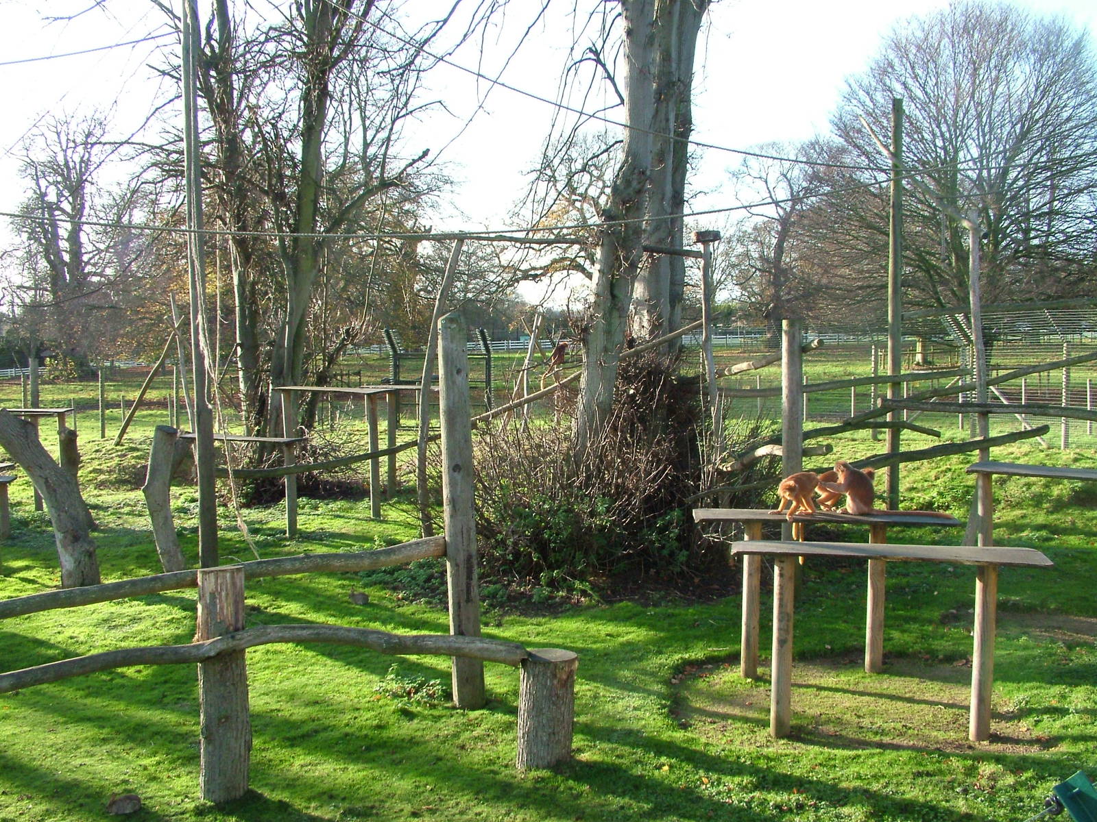 Open-topped Javan Langur exhibit at Howletts 26/11/09