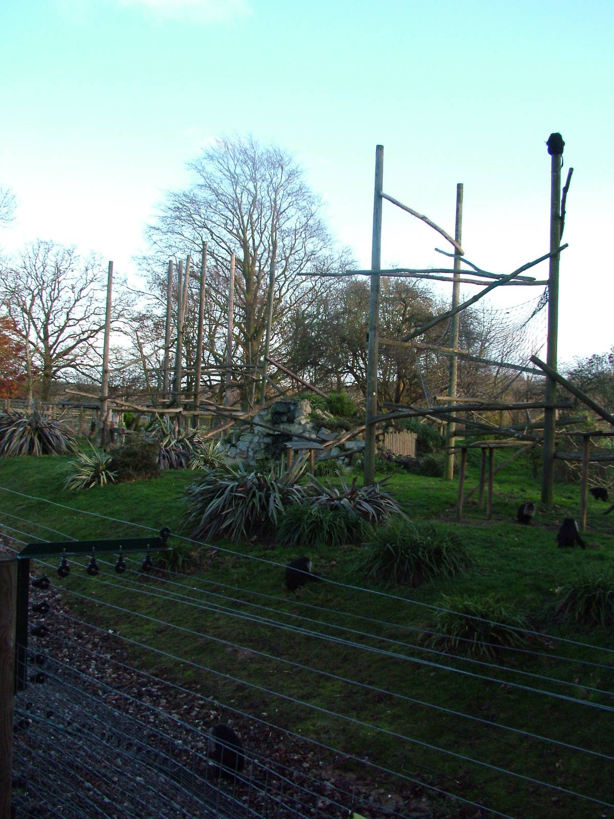 Open-topped Lion-tailed Macaque exhibit at Howletts 26/11/09
