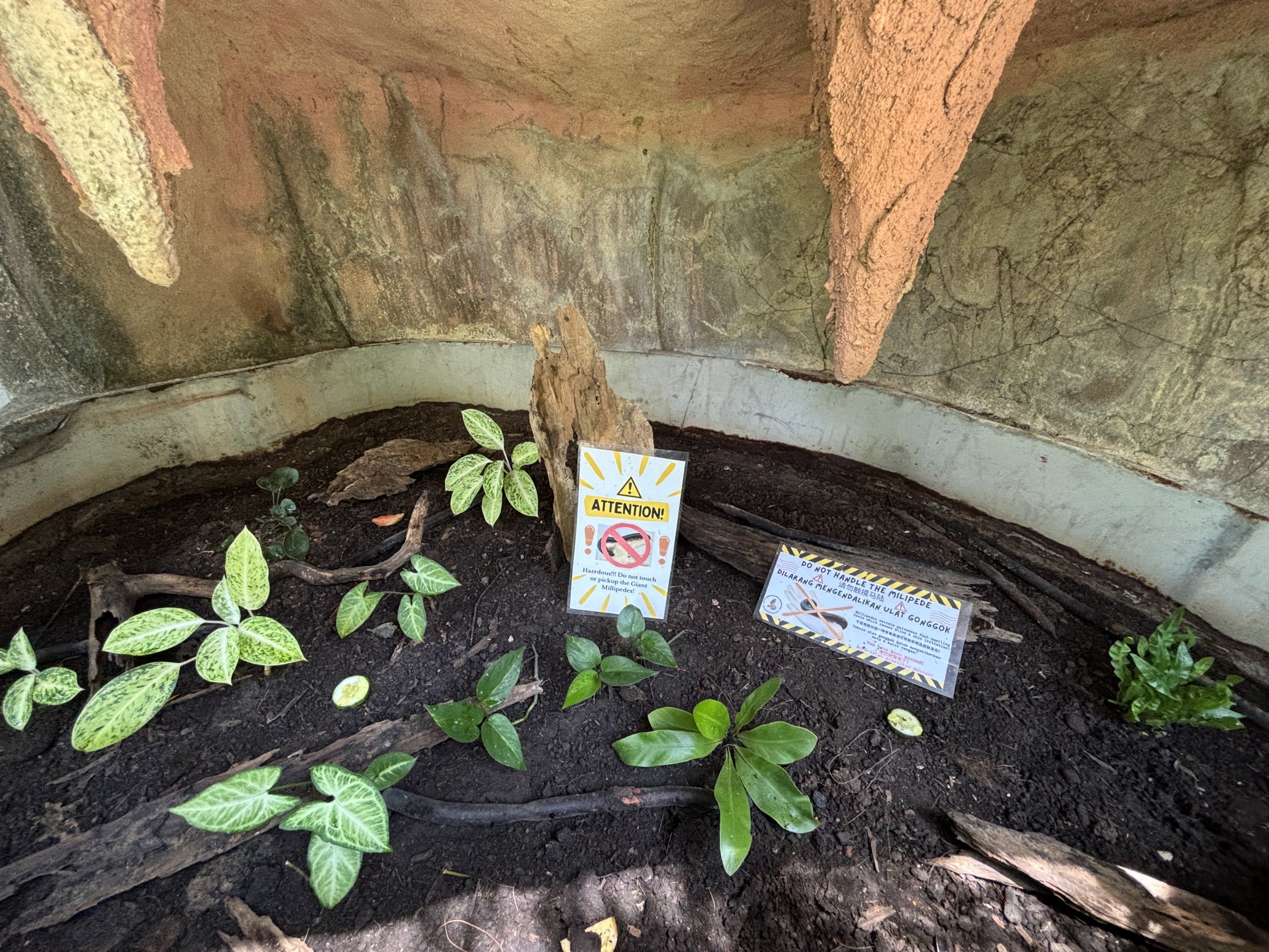Open-topped Millipede Exhibit