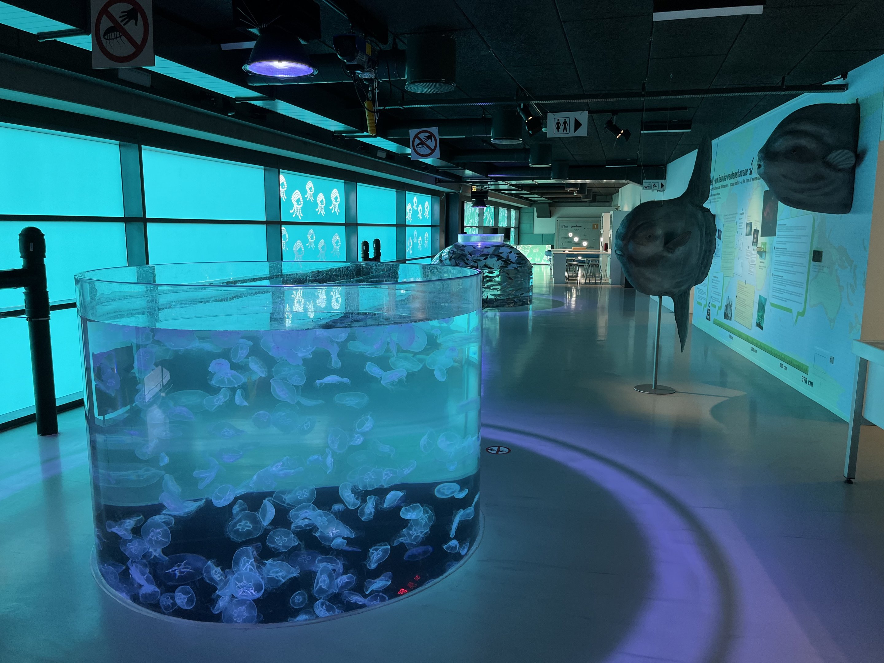 Open-topped Moon Jellyfish Tank