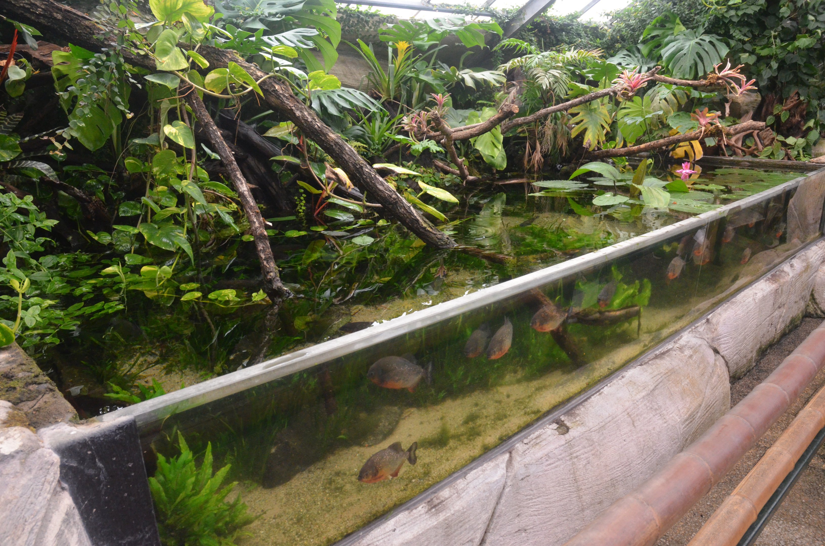 Open-topped Piranha Tank at Beauval, 12/06/18