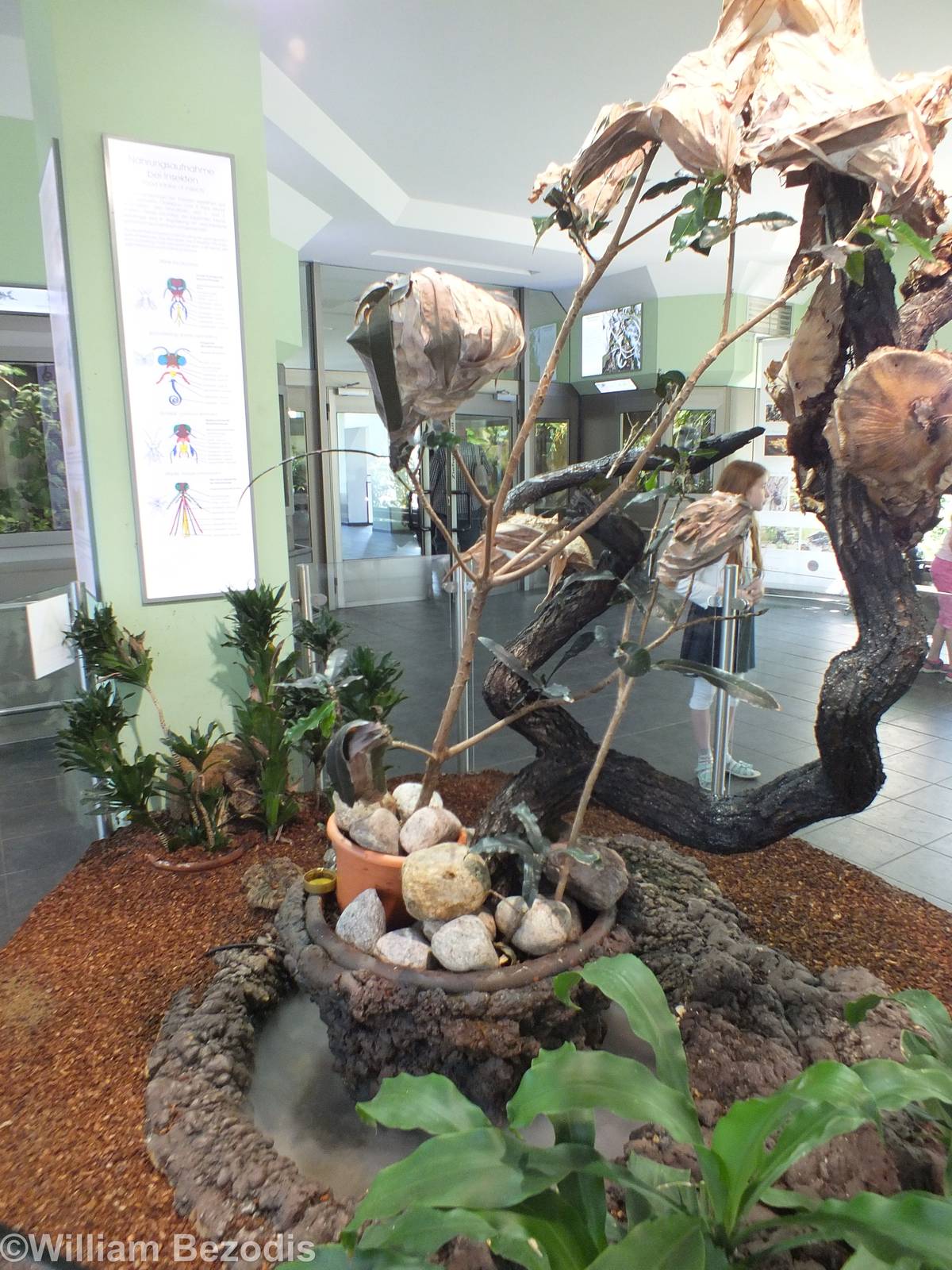 Open-topped Red Weaver Ant Enclosure