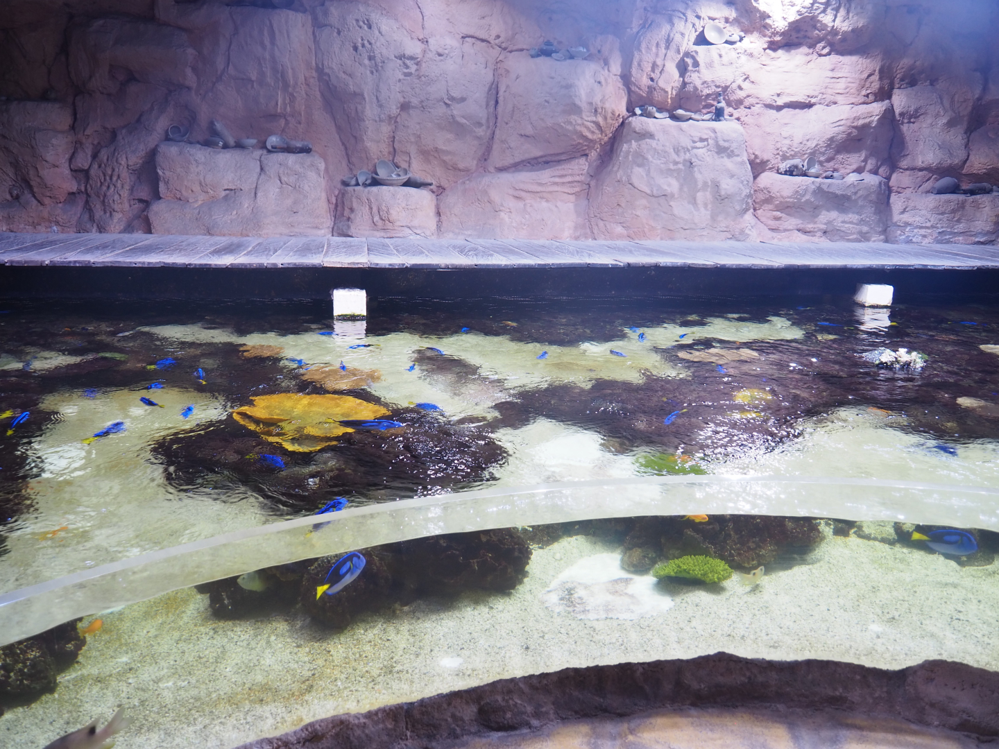 Open-topped reef tank, 2022-09-14