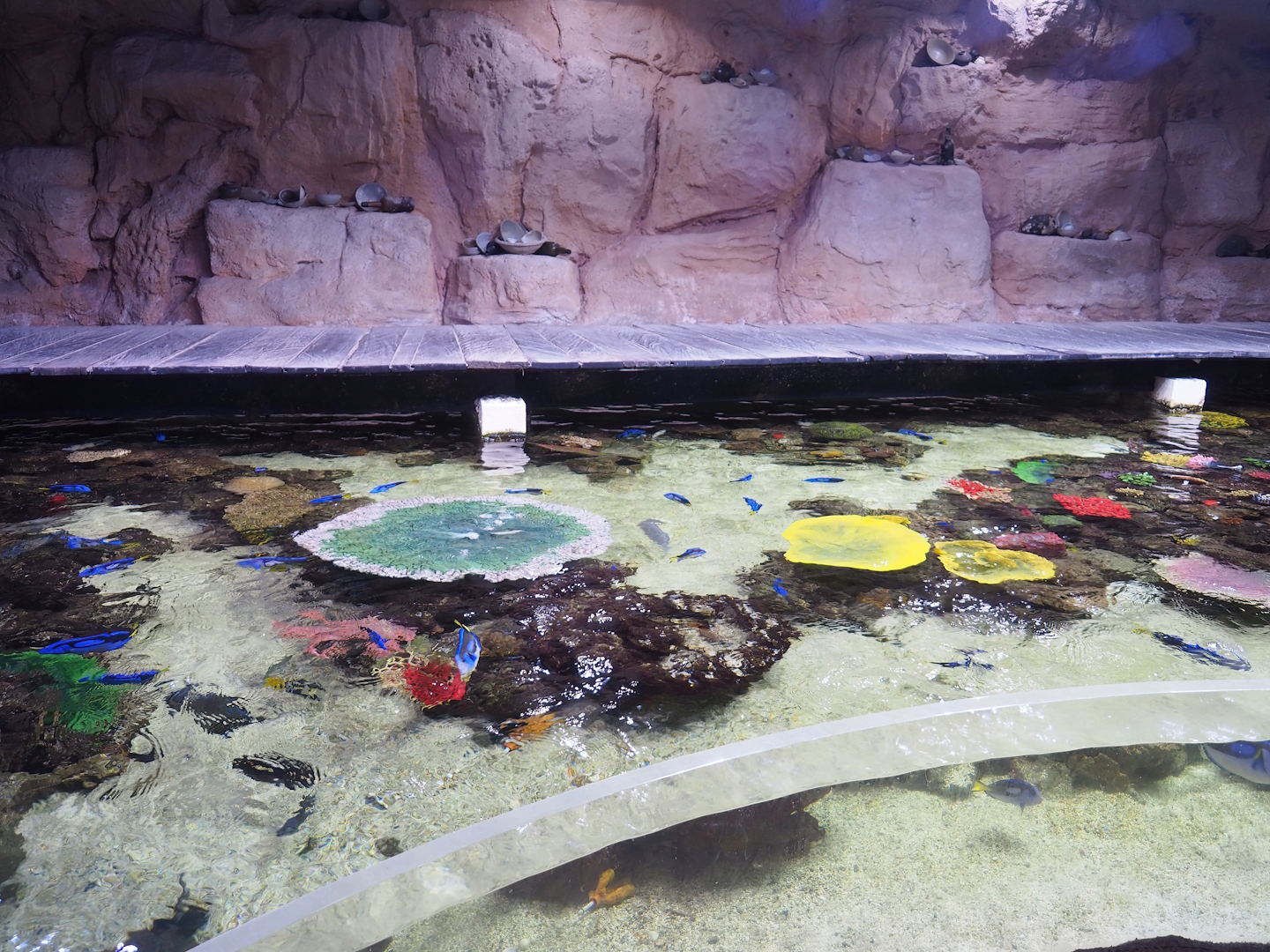 Open-topped reef tank with boardwalk above it, 2023-10-13