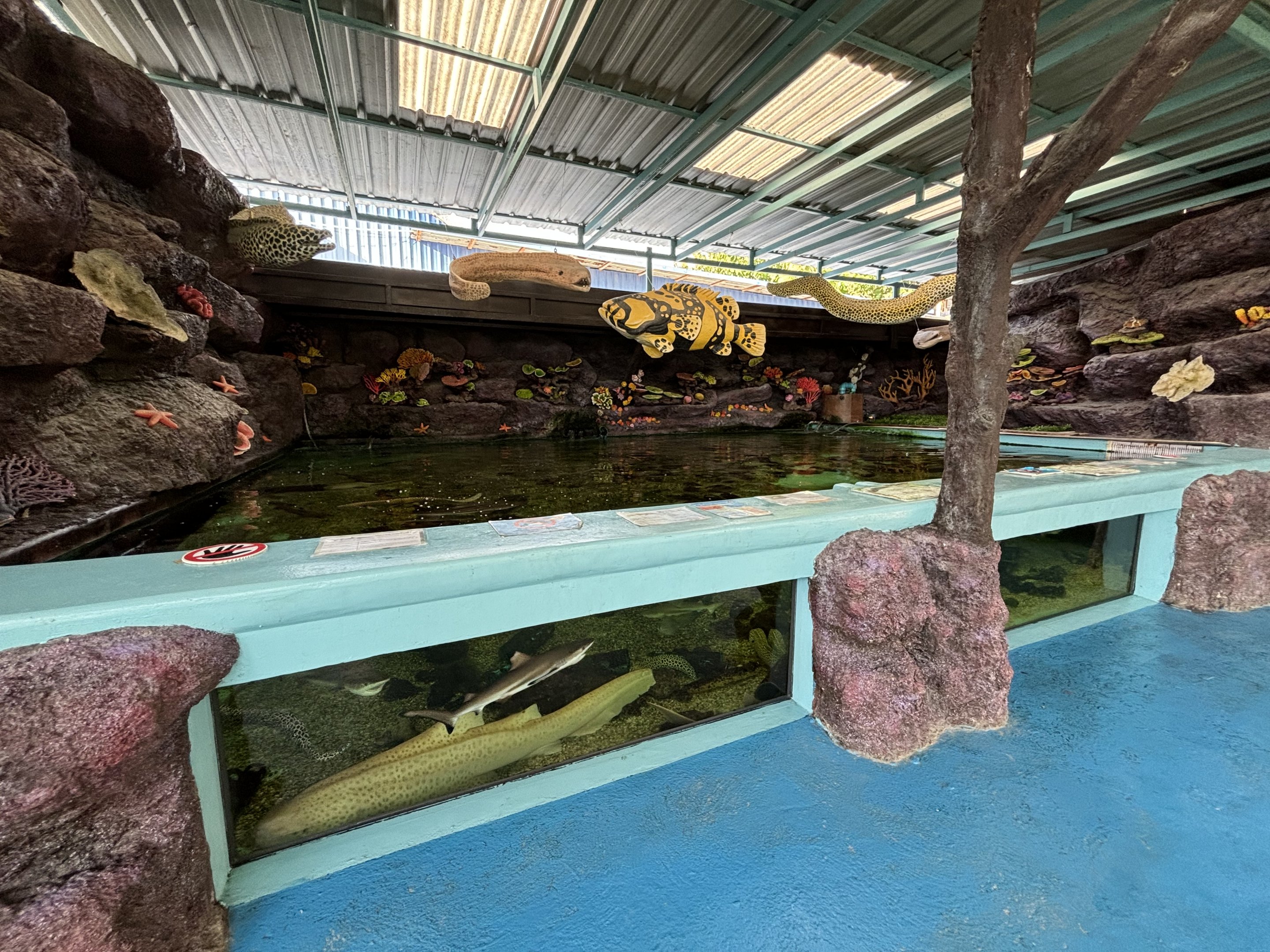 Open-topped Shark Tank (4 species)