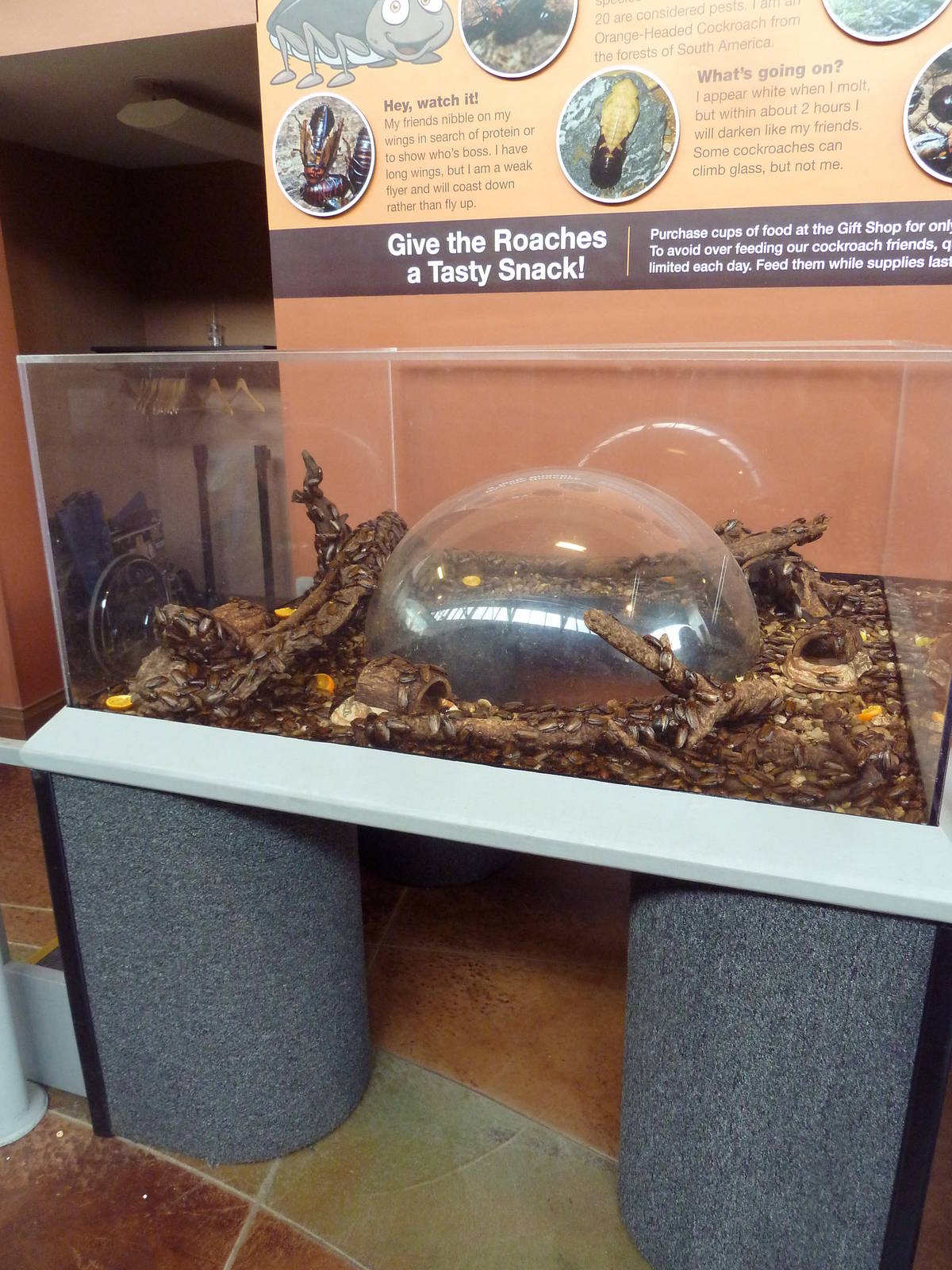 Open-Topped, Stinky, Orange-Headed Cockroach Exhibit