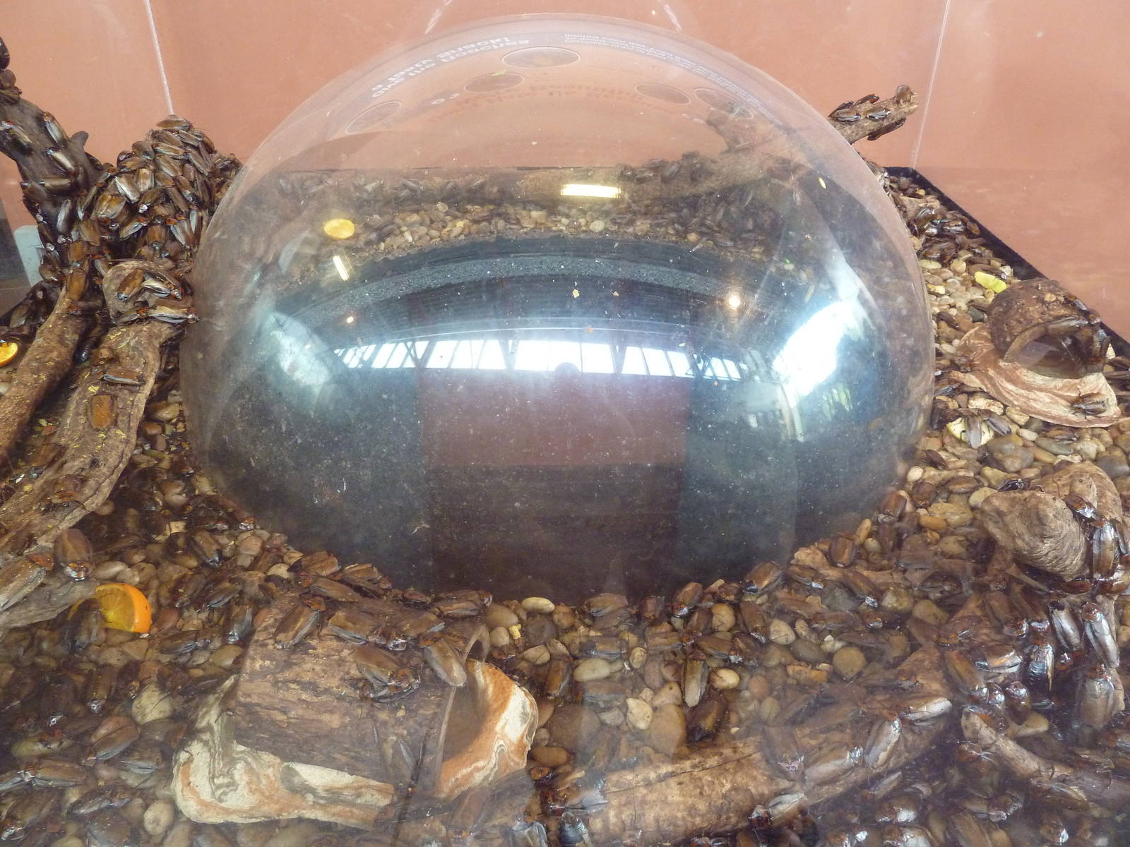 Open-Topped, Stinky, Orange-Headed Cockroach Exhibit