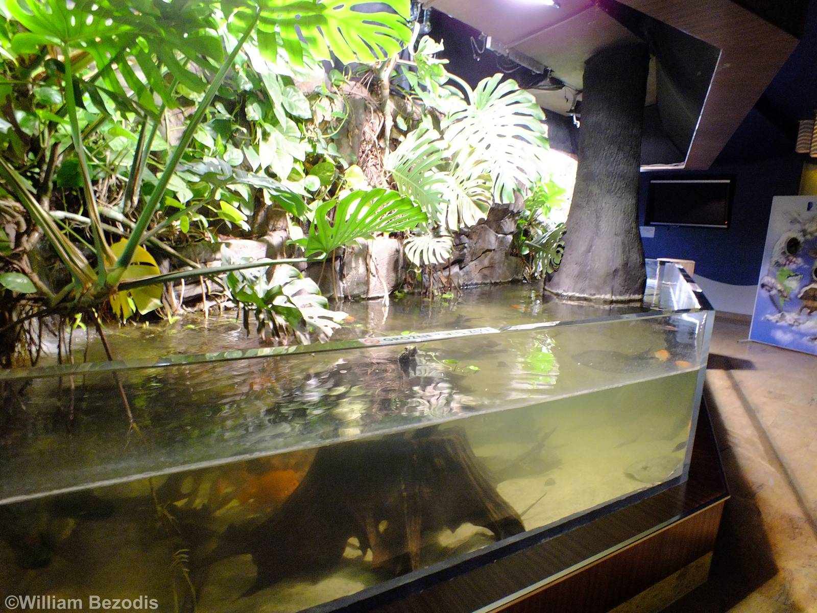 Open-topped Tank - Gdynia Aquarium