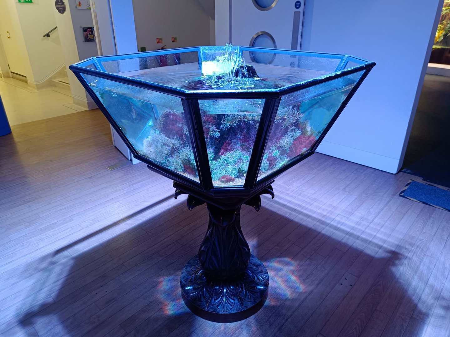 Open-topped tank in Goose's Anemones