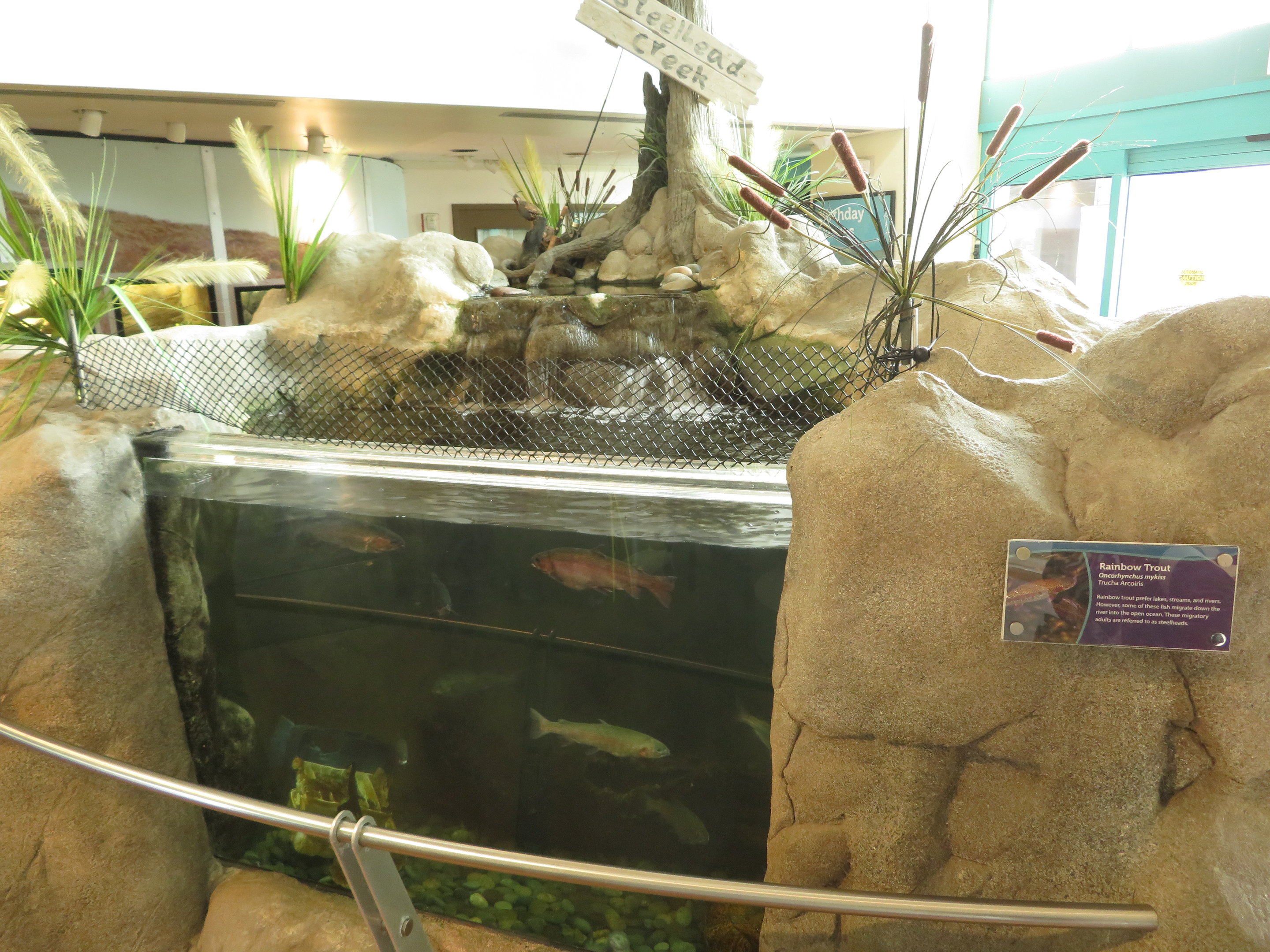 Open-topped Trout Tank