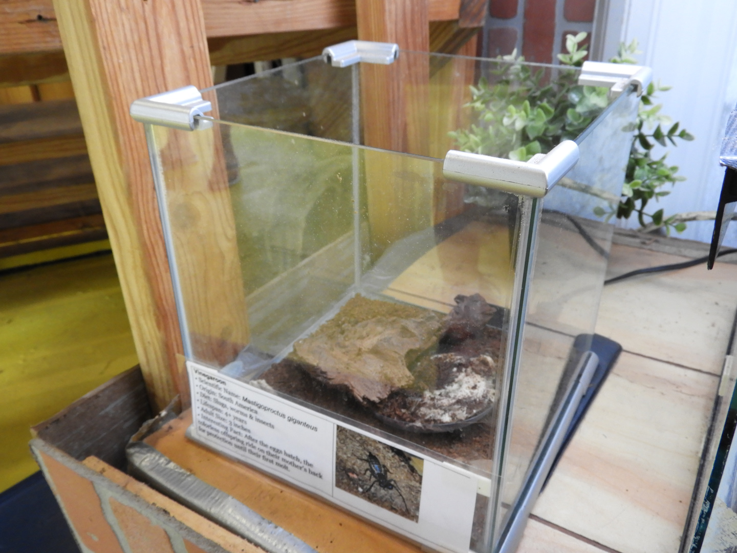 Open-Topped Vinegaroon exhibit - Second Floor - World Aquarium