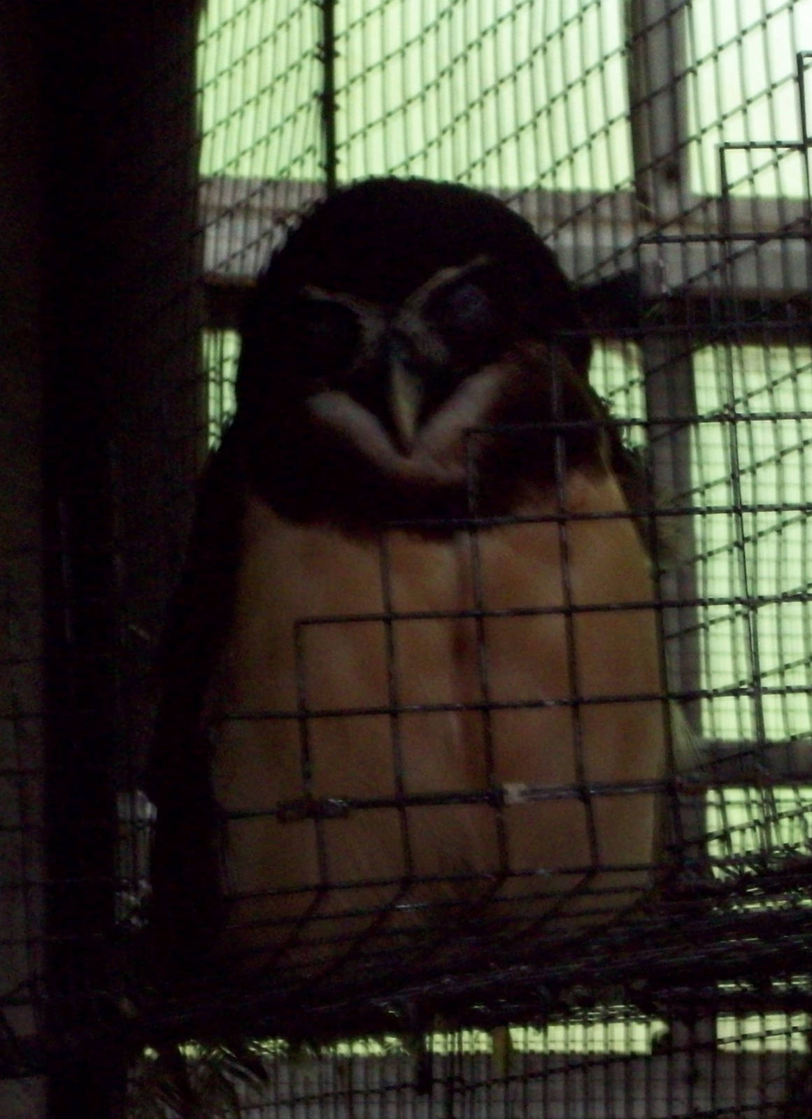 Open your eyes, Spectacled Owl!