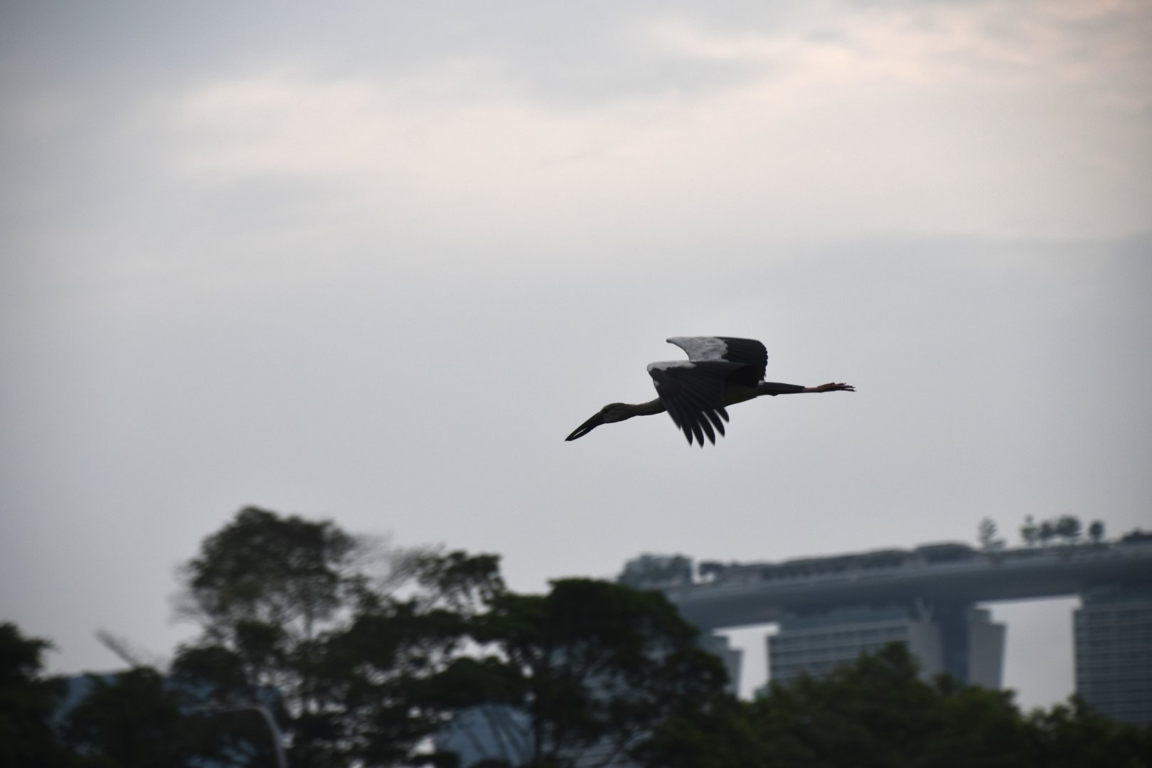 Openbill and Marina Bay Sands
