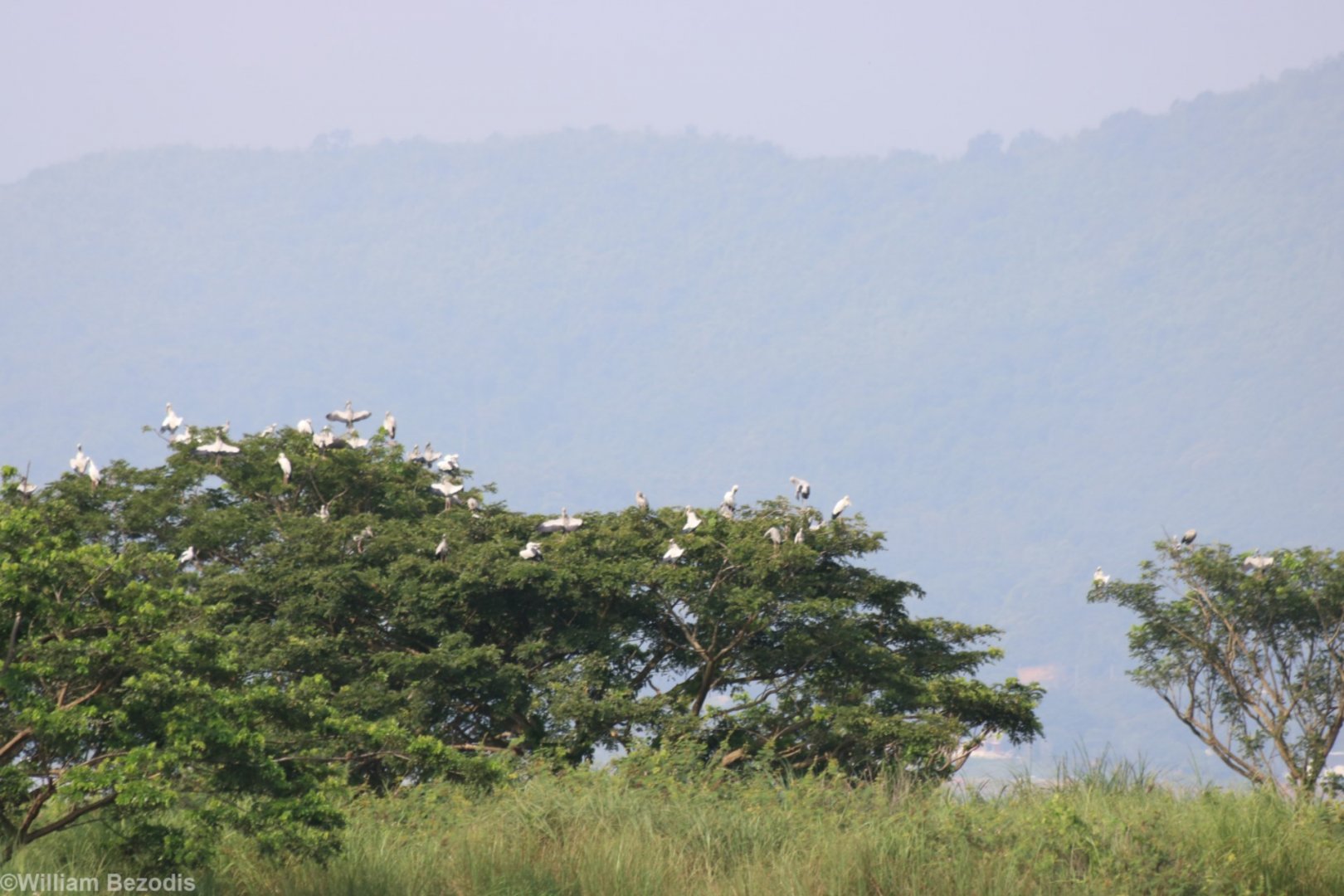 Openbill Storks - Bang Pra