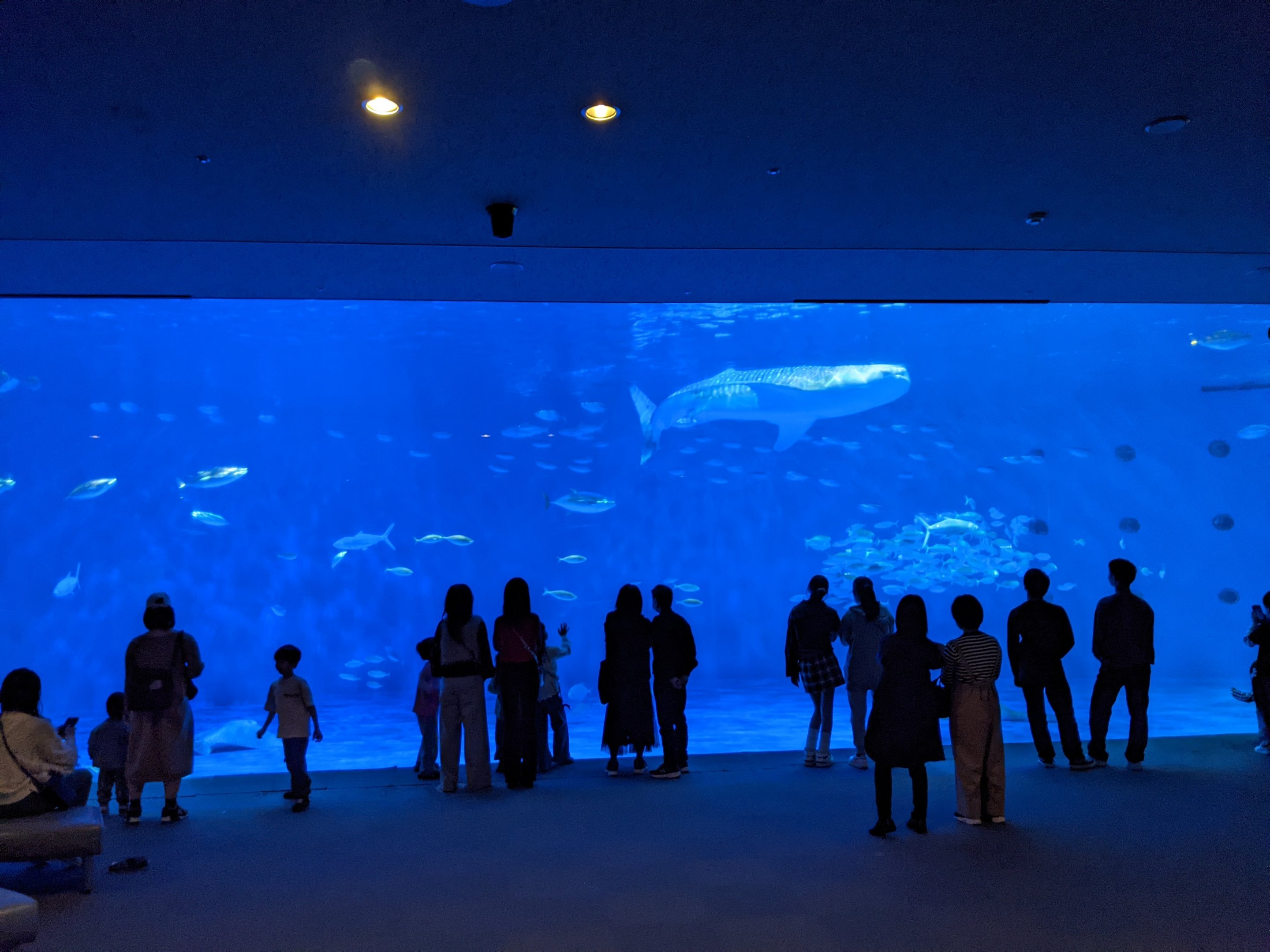 Opening tank, with Whale Shark