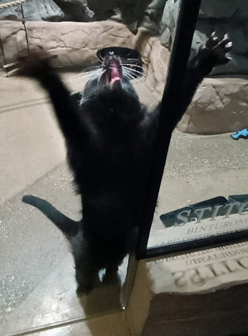 *opera singing* (6/21/25)