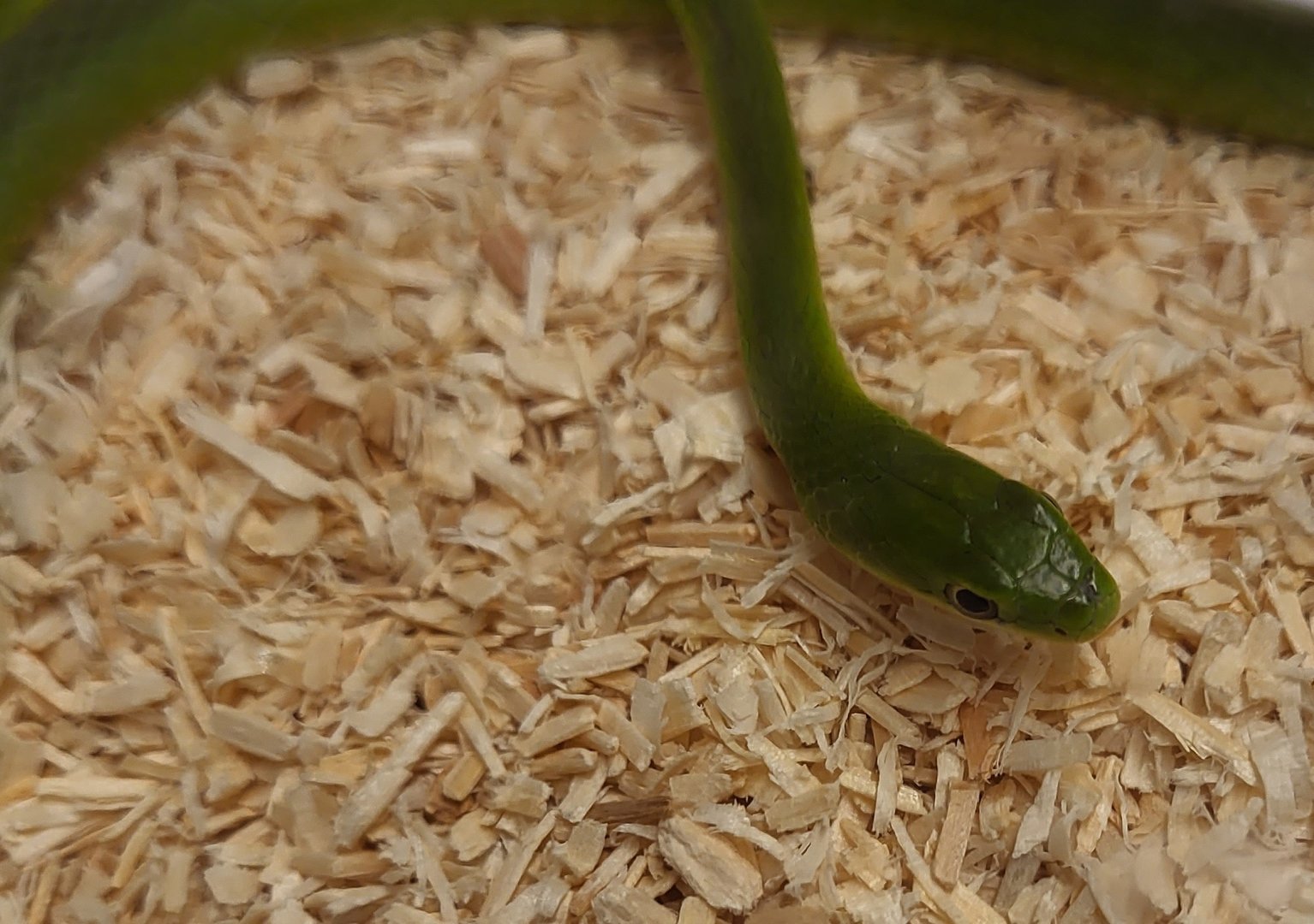 Opheodrys species ( most prob. aestivus )