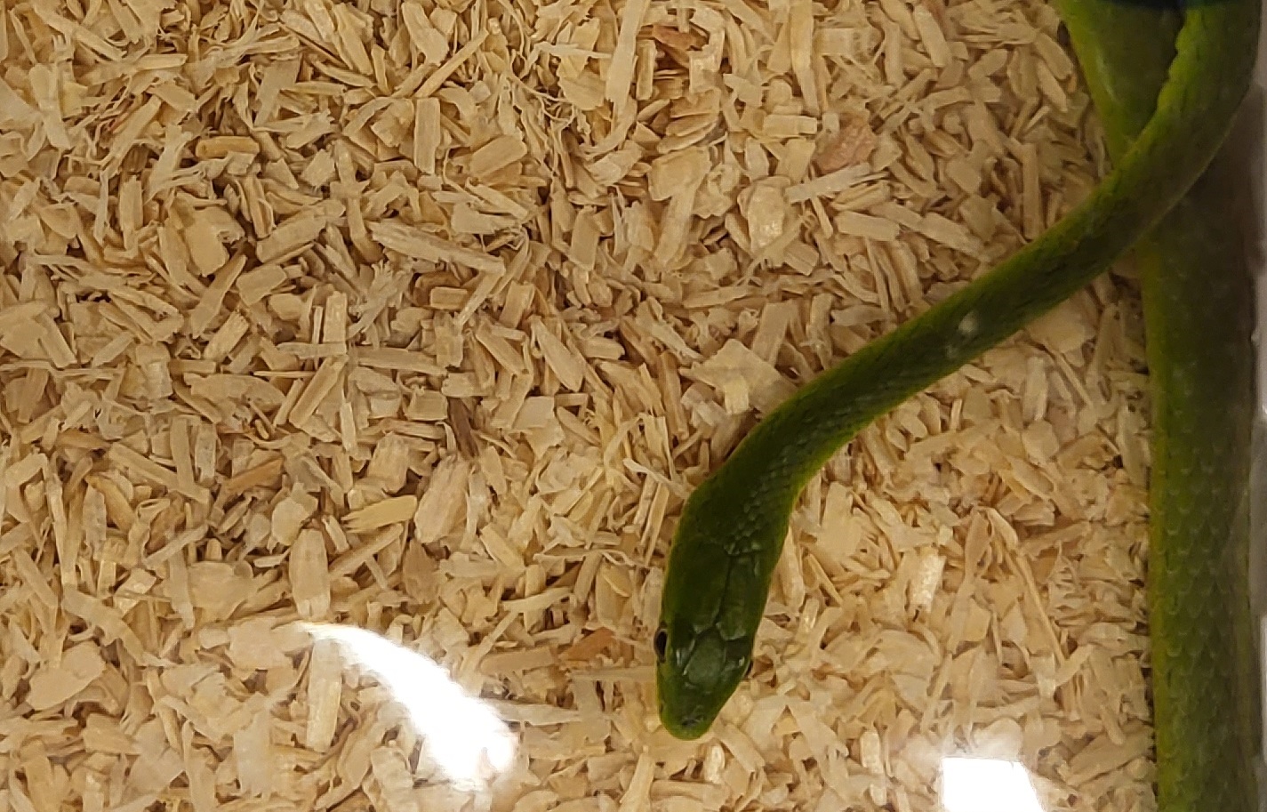 Opheodrys species ( most prob. aestivus )