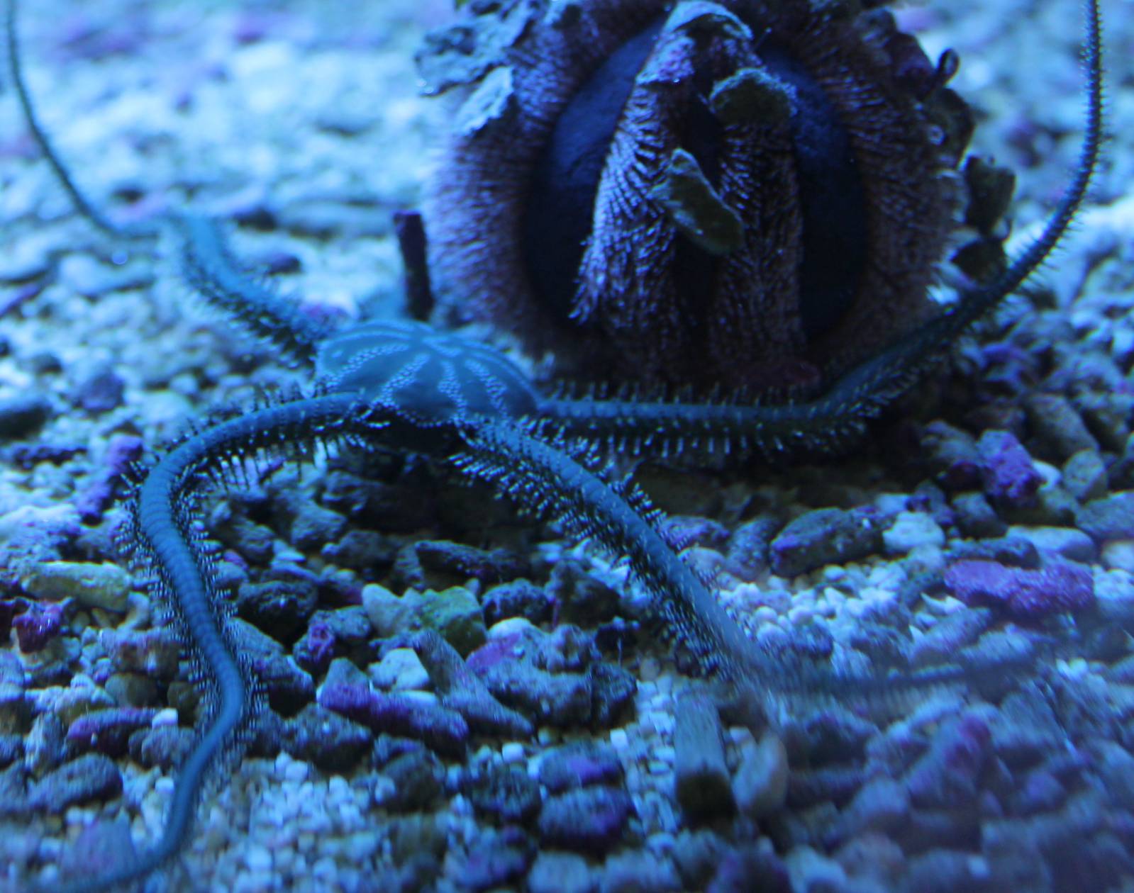 Ophiarachna incrassata