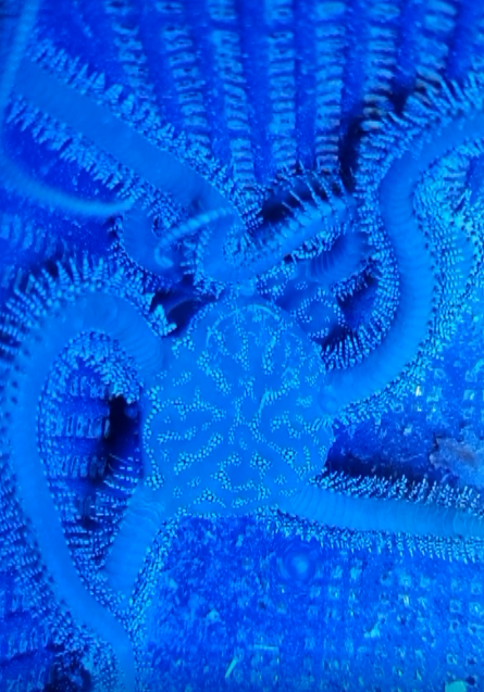 Ophiarachna incrassata