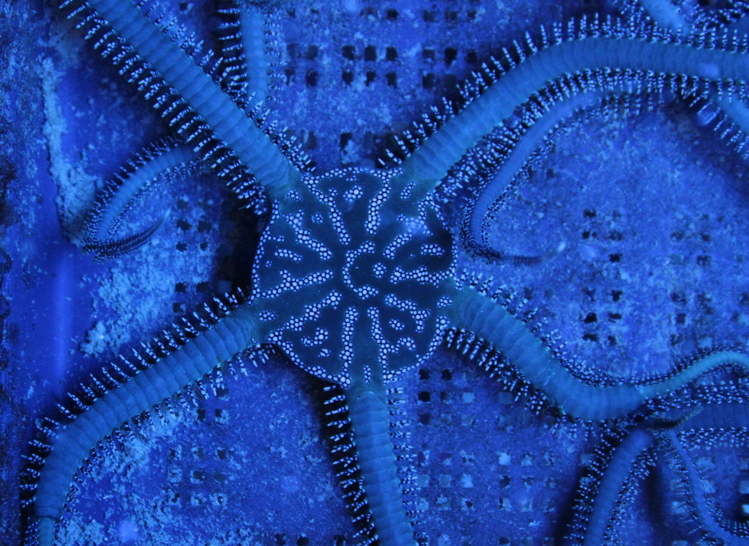 Ophiarachna ingrassata