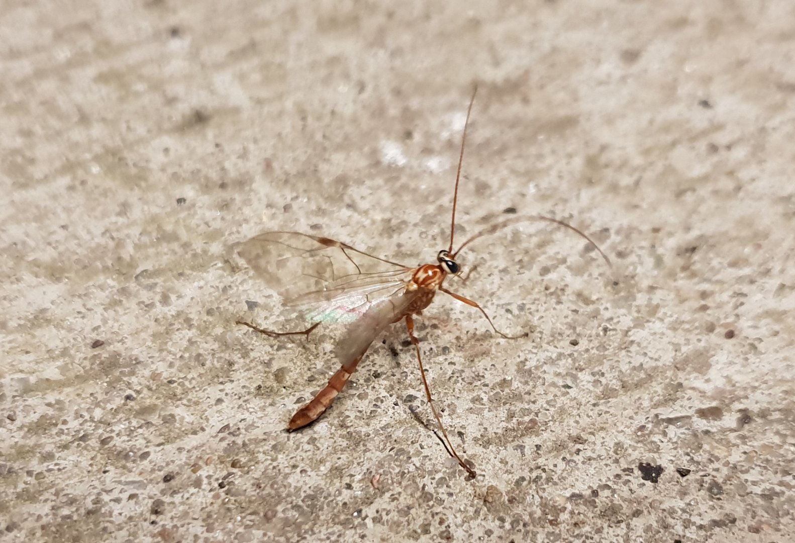 Ophion obscuratus / fortifornis