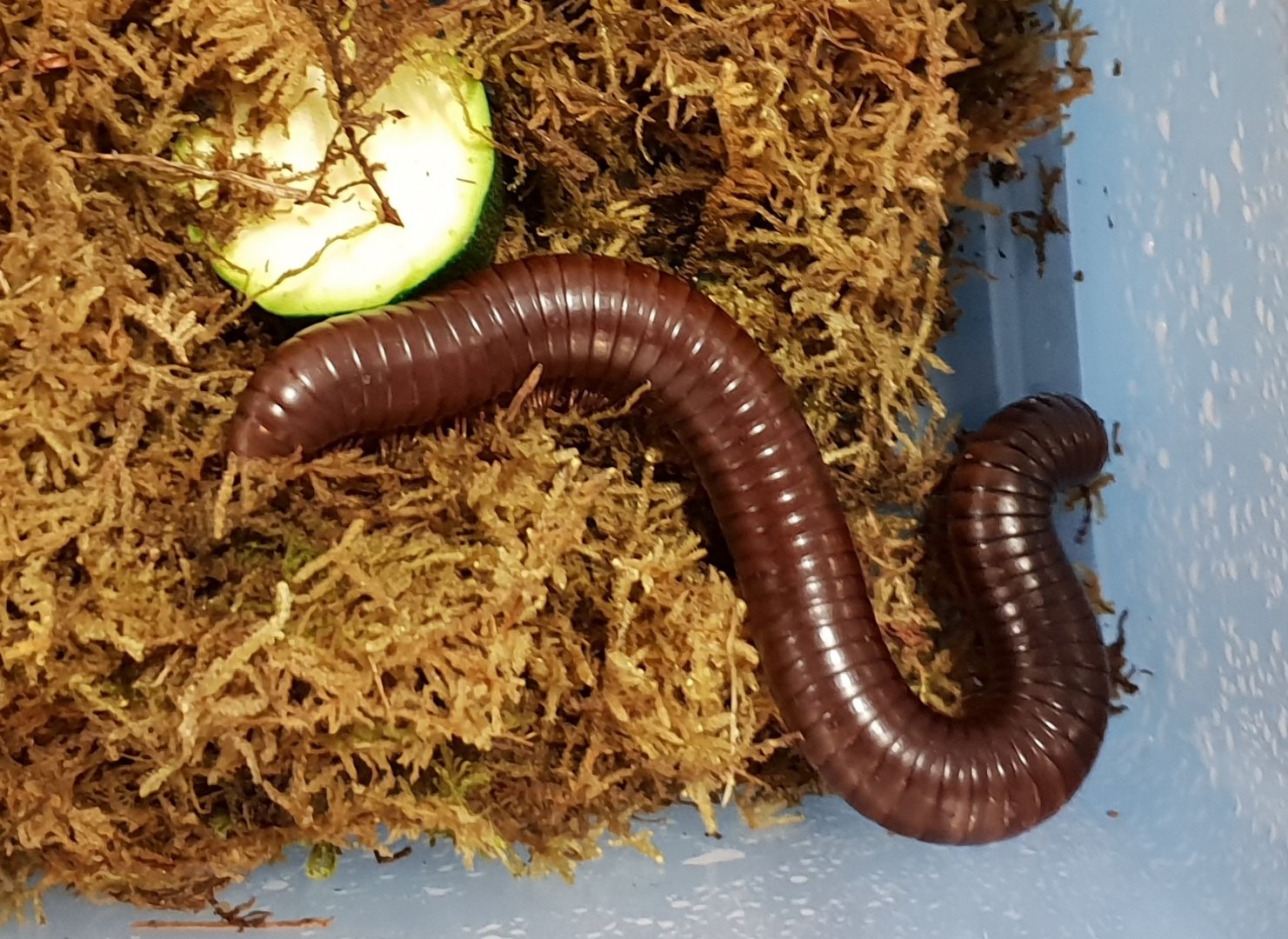 Ophistrepus guineensis