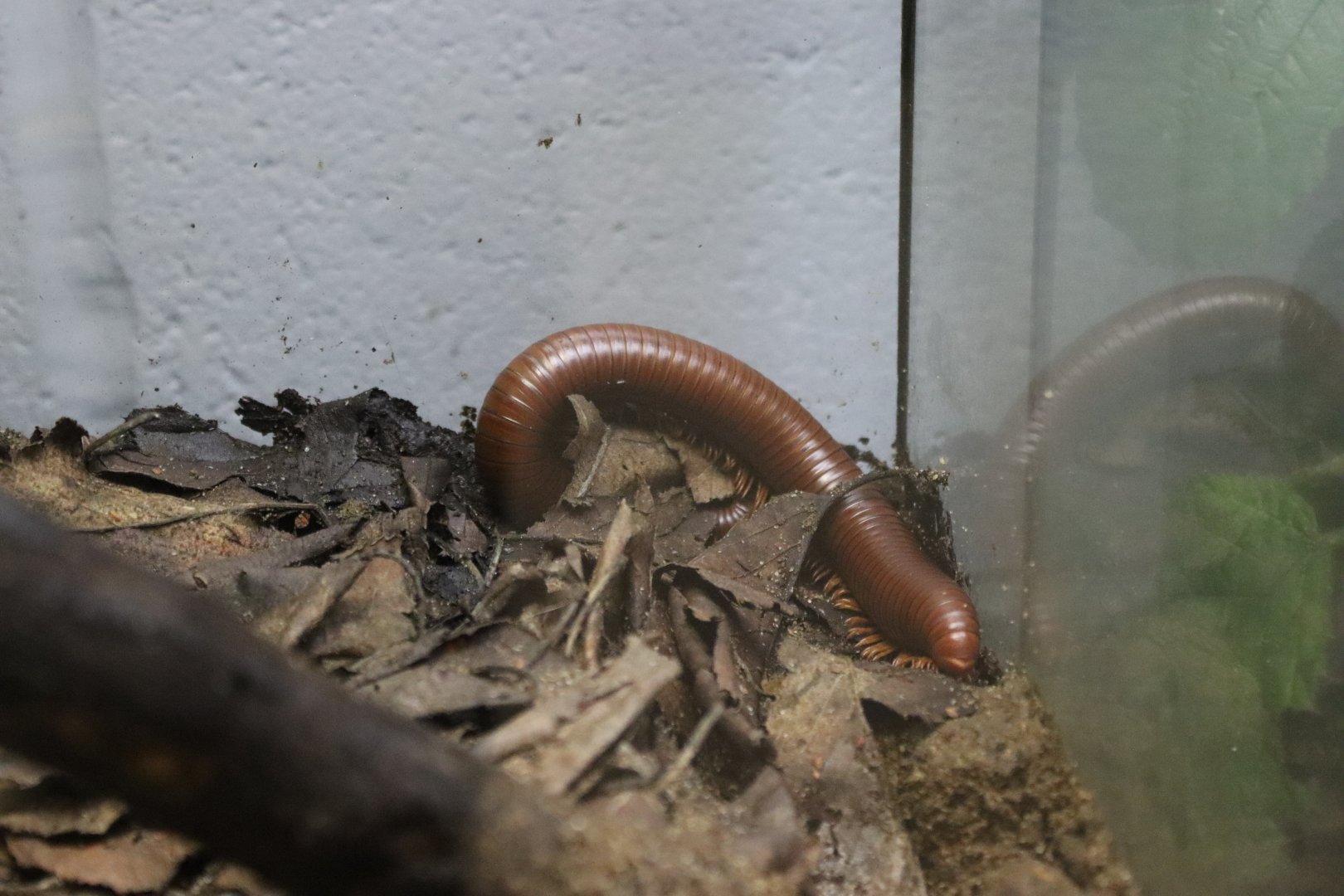 Ophistrptus guineensis [Jan 2022]