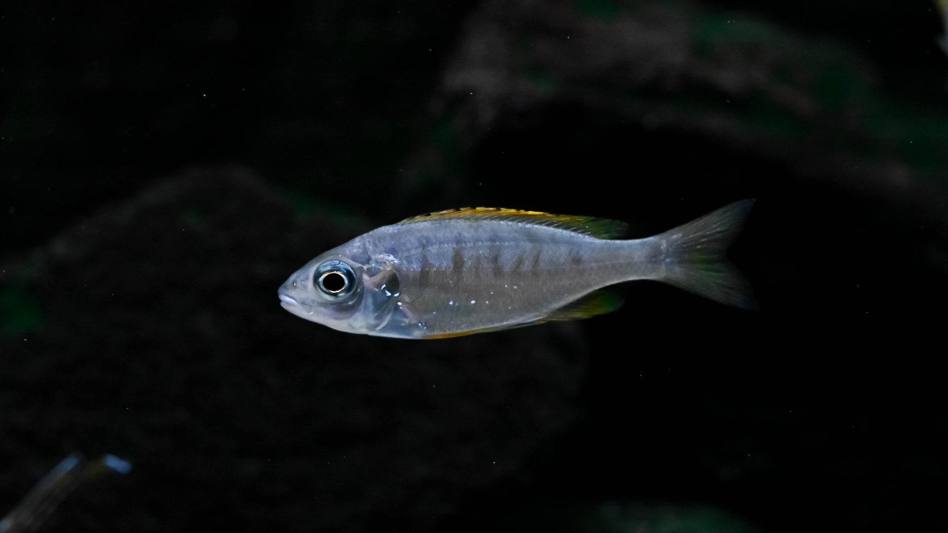 Ophthalmotilapia nasuta