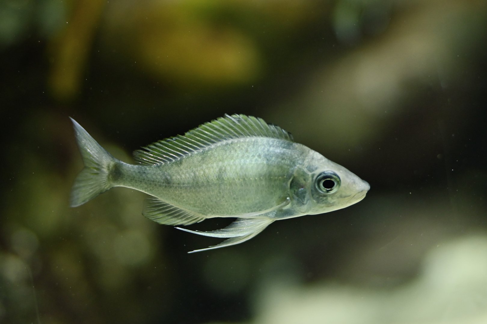 Ophthalmotilapia nasuta