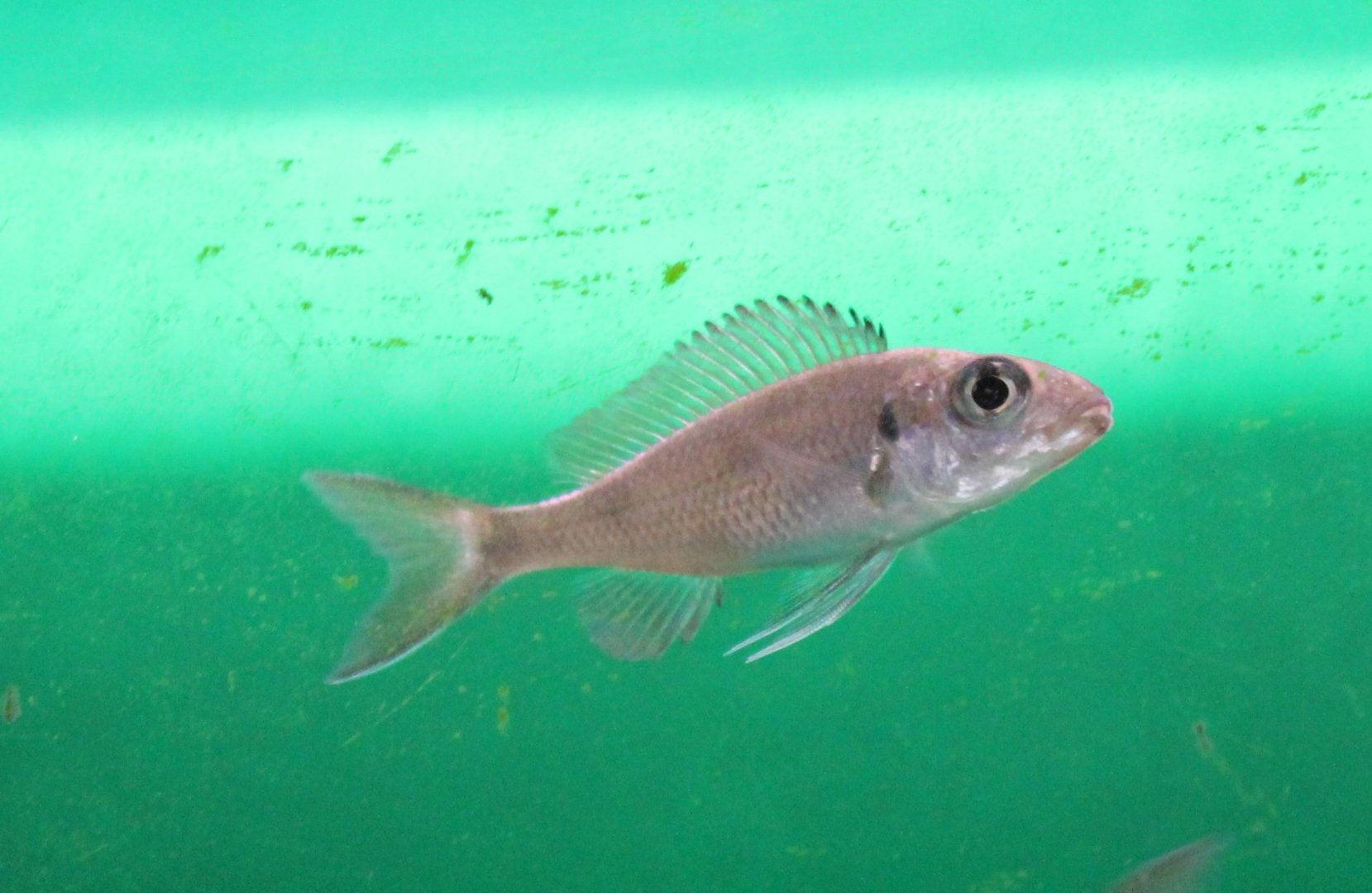 Ophthalmotilapia ventralis chitutu