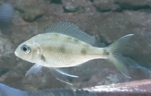 Ophthalmotilapia ventralis