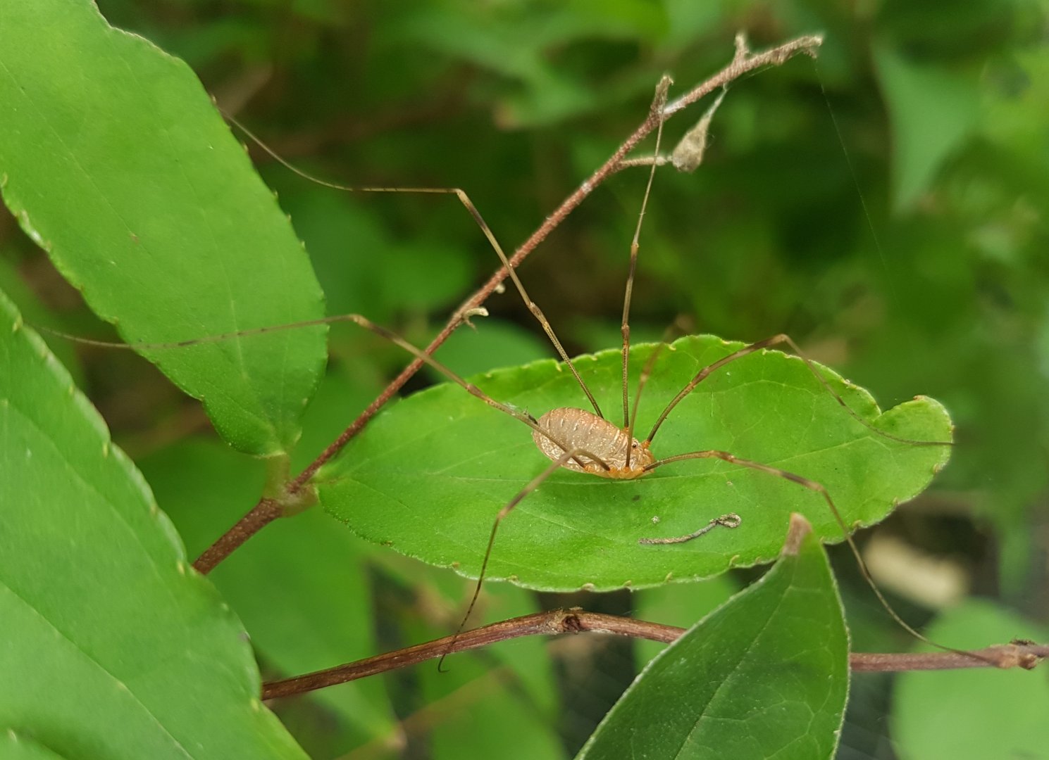 Opilio canestrinii - Harvestman