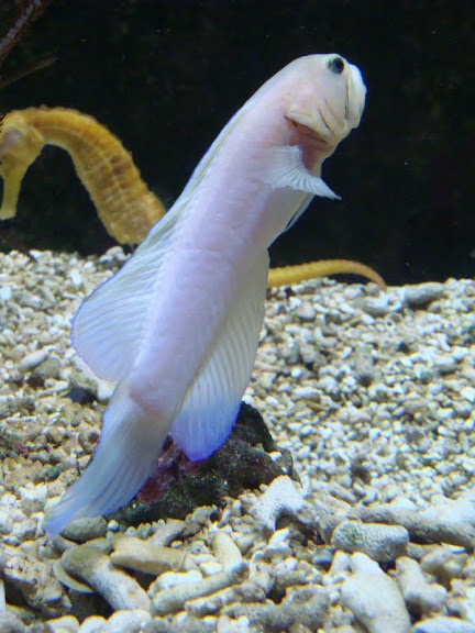 Opistognathus aurifrons