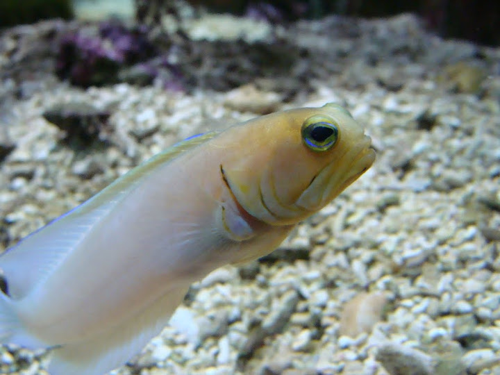 Opistognathus aurifrons