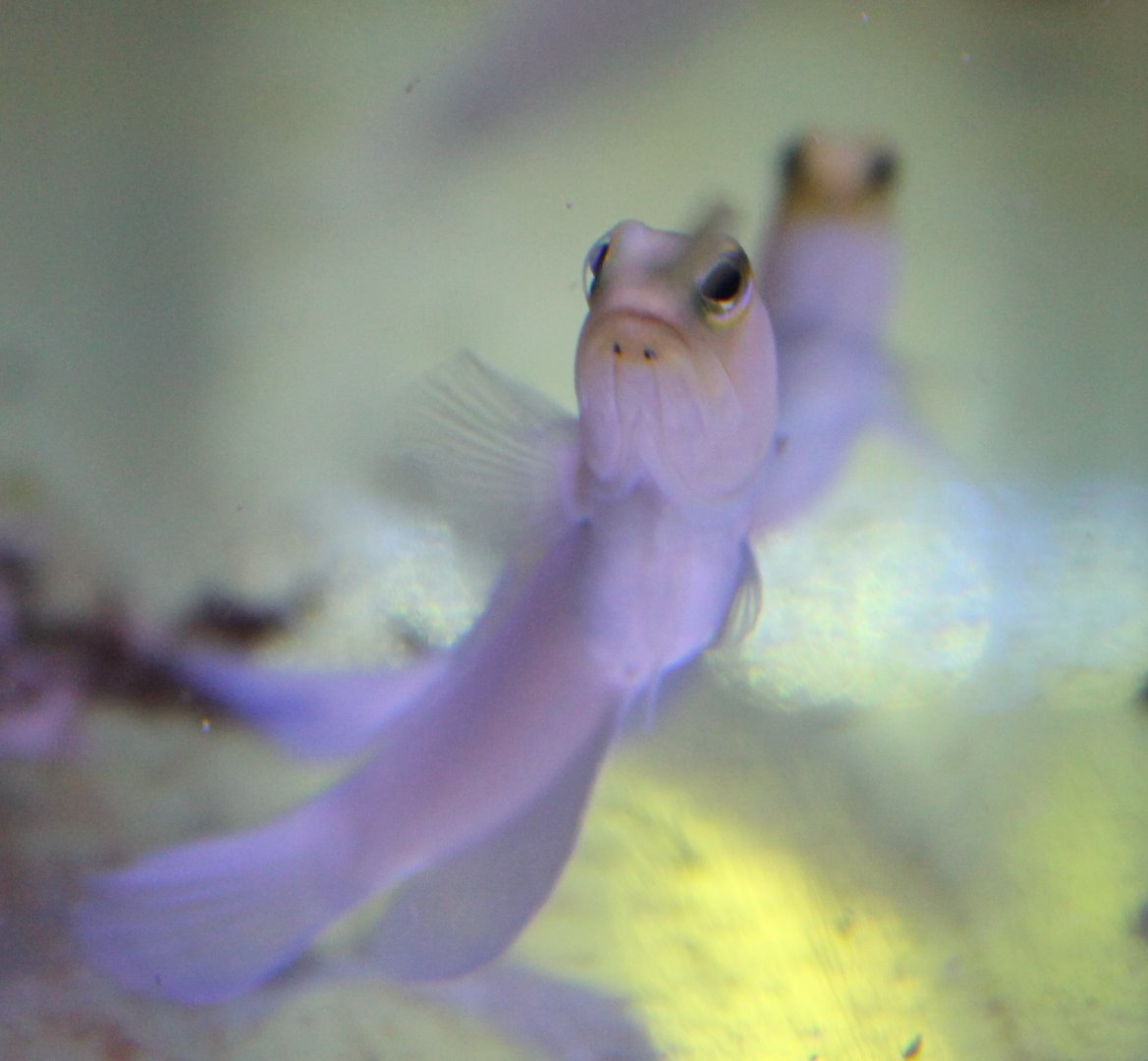 Opistognathus aurifrons