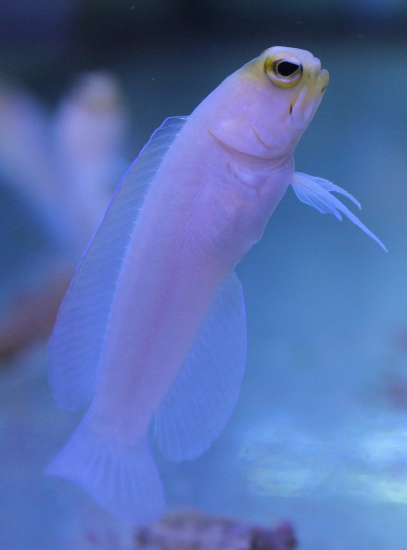 Opistognathus aurifrons