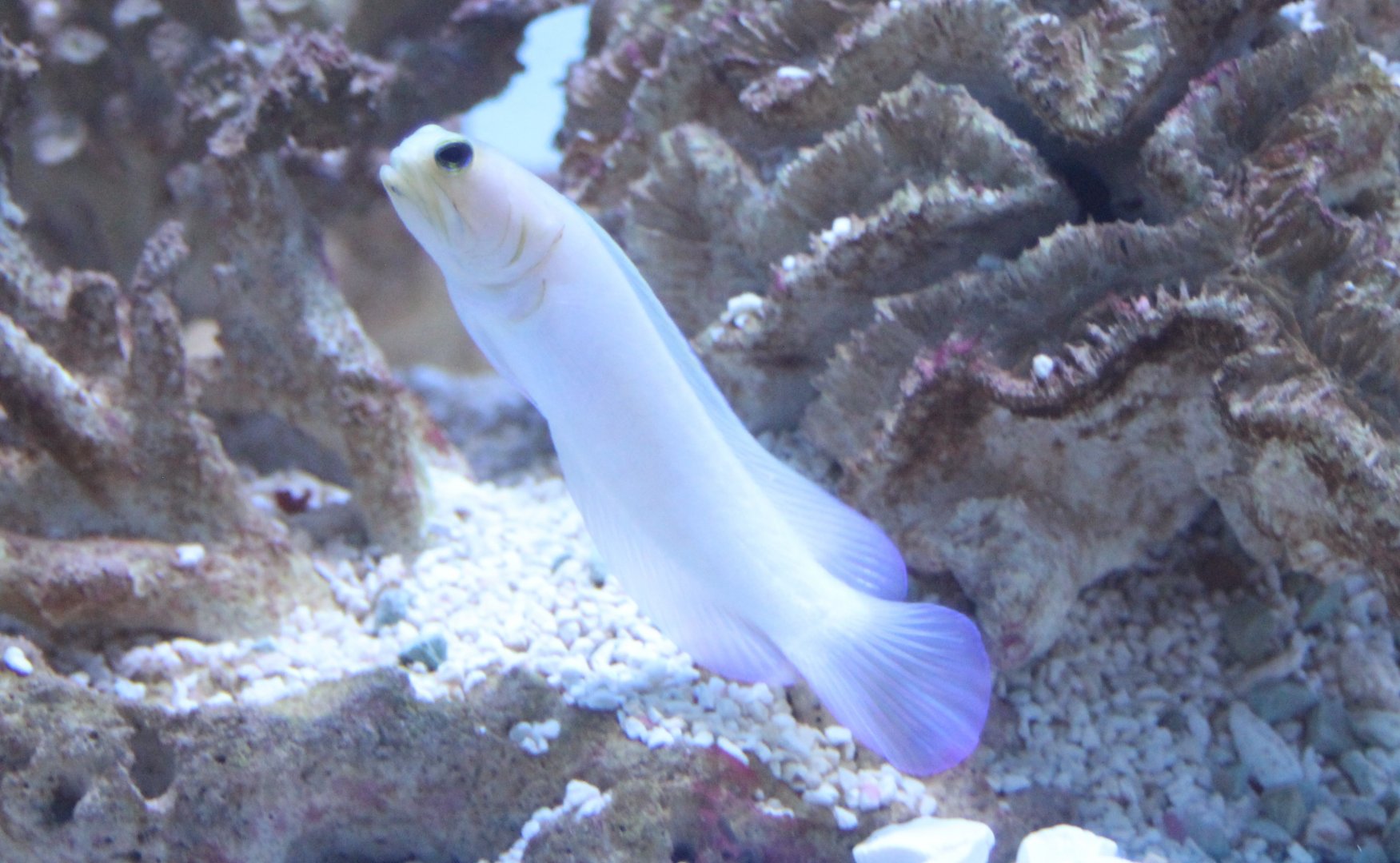 Opistognathus aurifrons