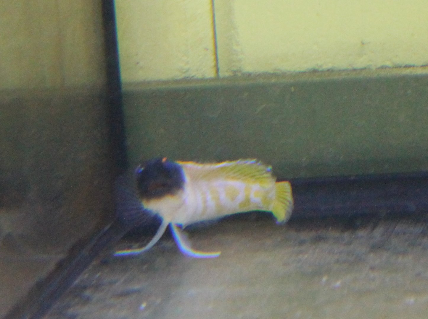 Opistognathus randalli