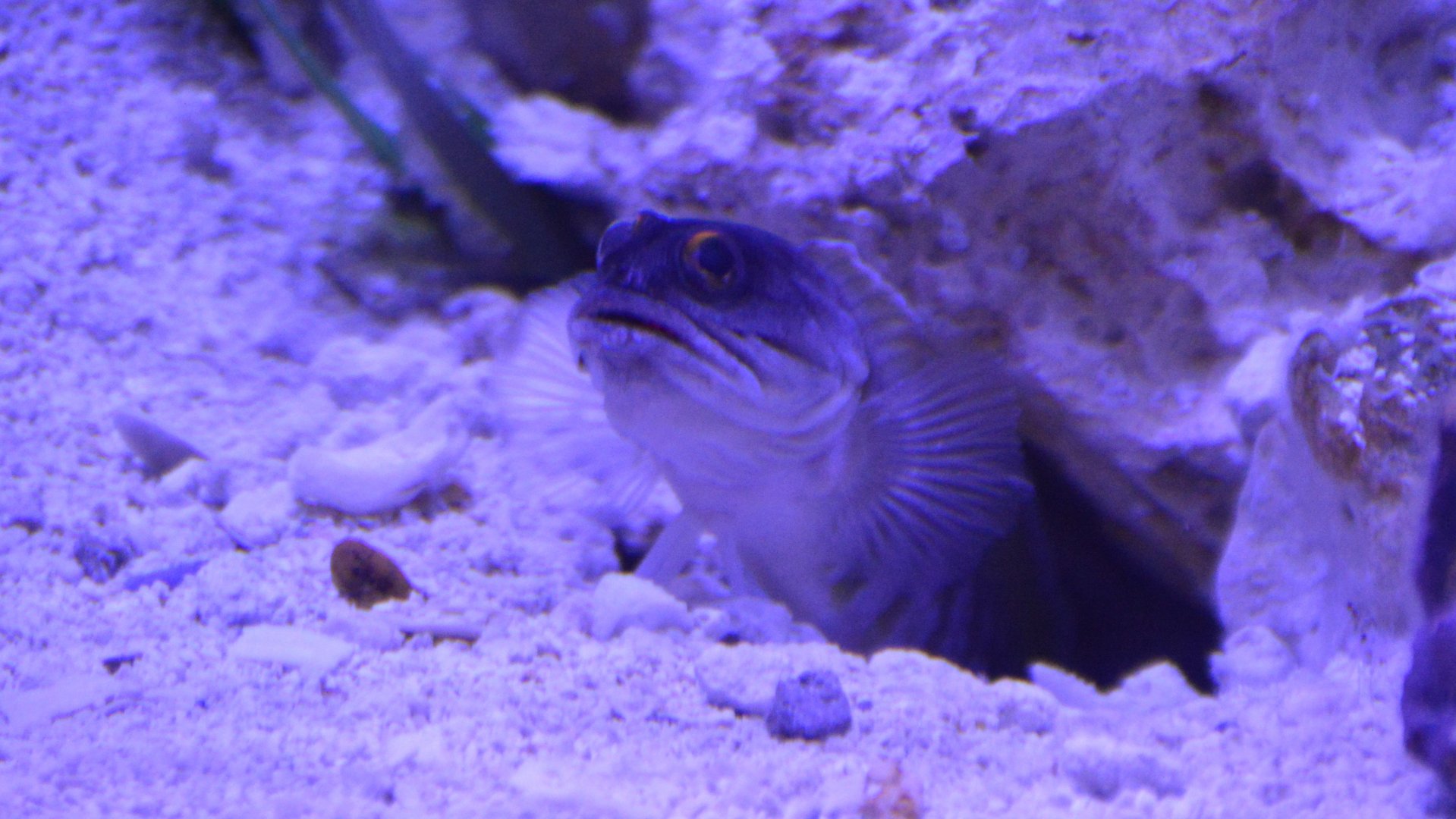 Opistognathus randalli