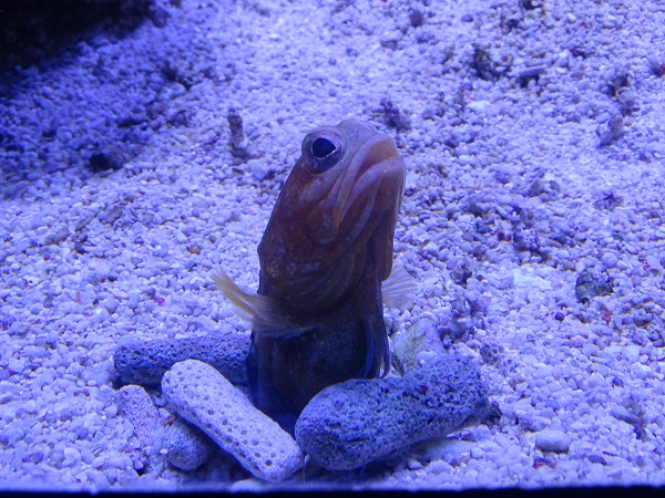 Opistognathus scops or O. castelnaui (Aquazoo Düsseldorf 2022)