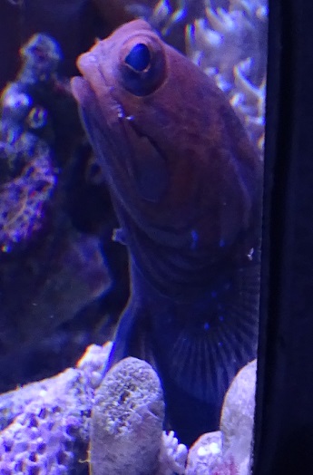 Opistognathus scops or O. castelnaui (Aquazoo Düsseldorf 2022)