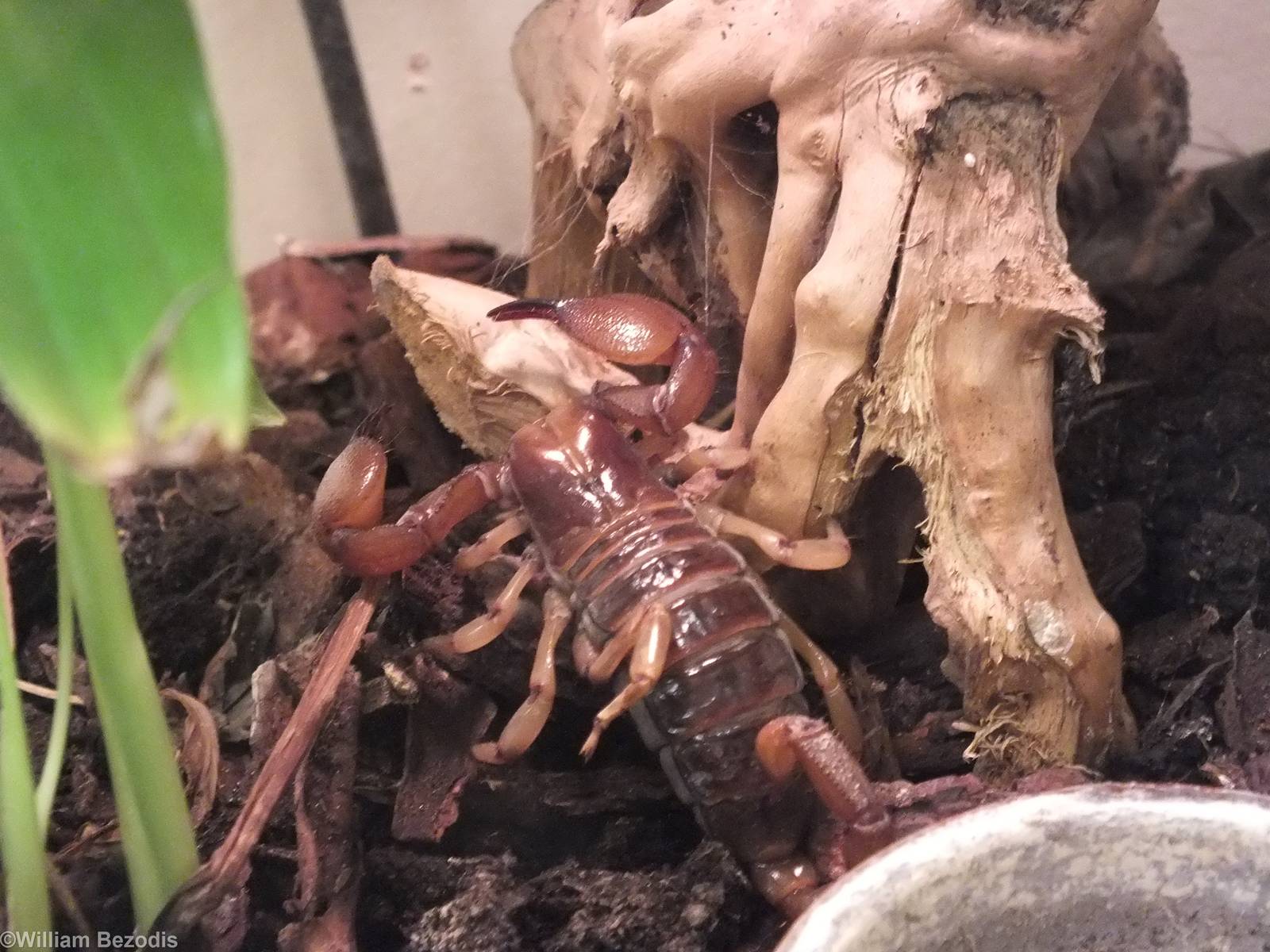 Opistophthalmus boehmi - 'The Fascinating World of Spiders and Scorpions' E