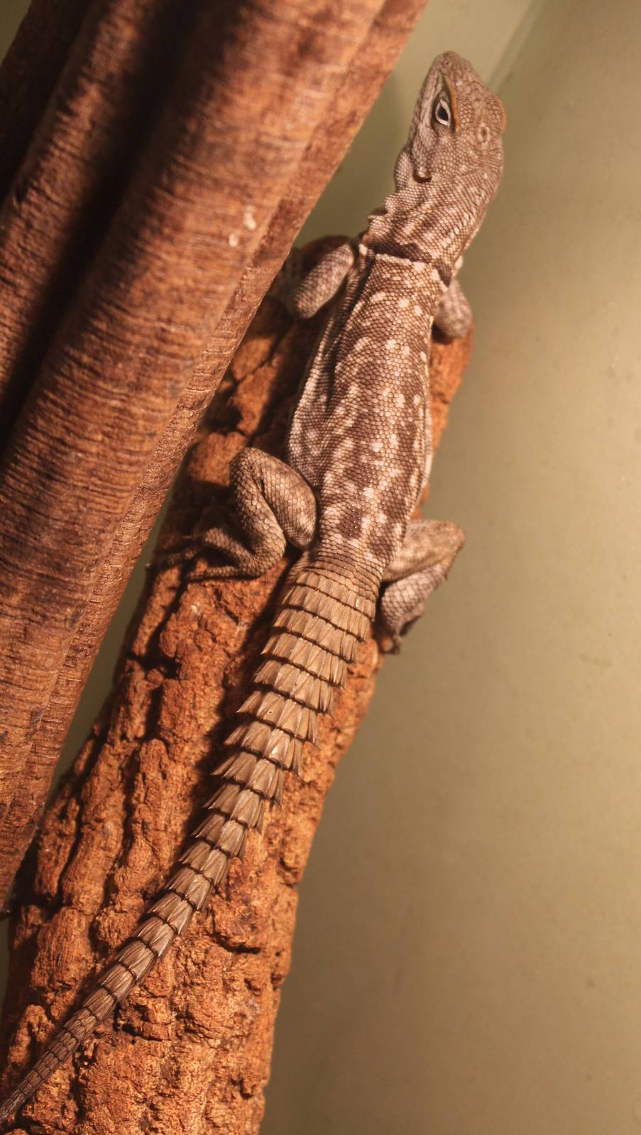 Oplurus cyclurus - Merrem's Madagascar swift