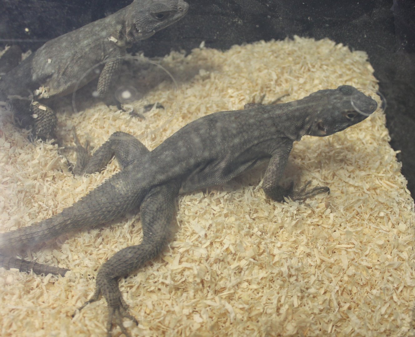 Oplurus quadrimaculatus