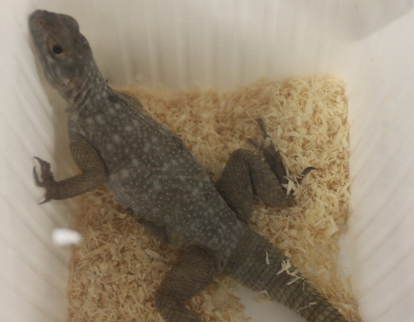 Oplurus quadrimaculatus